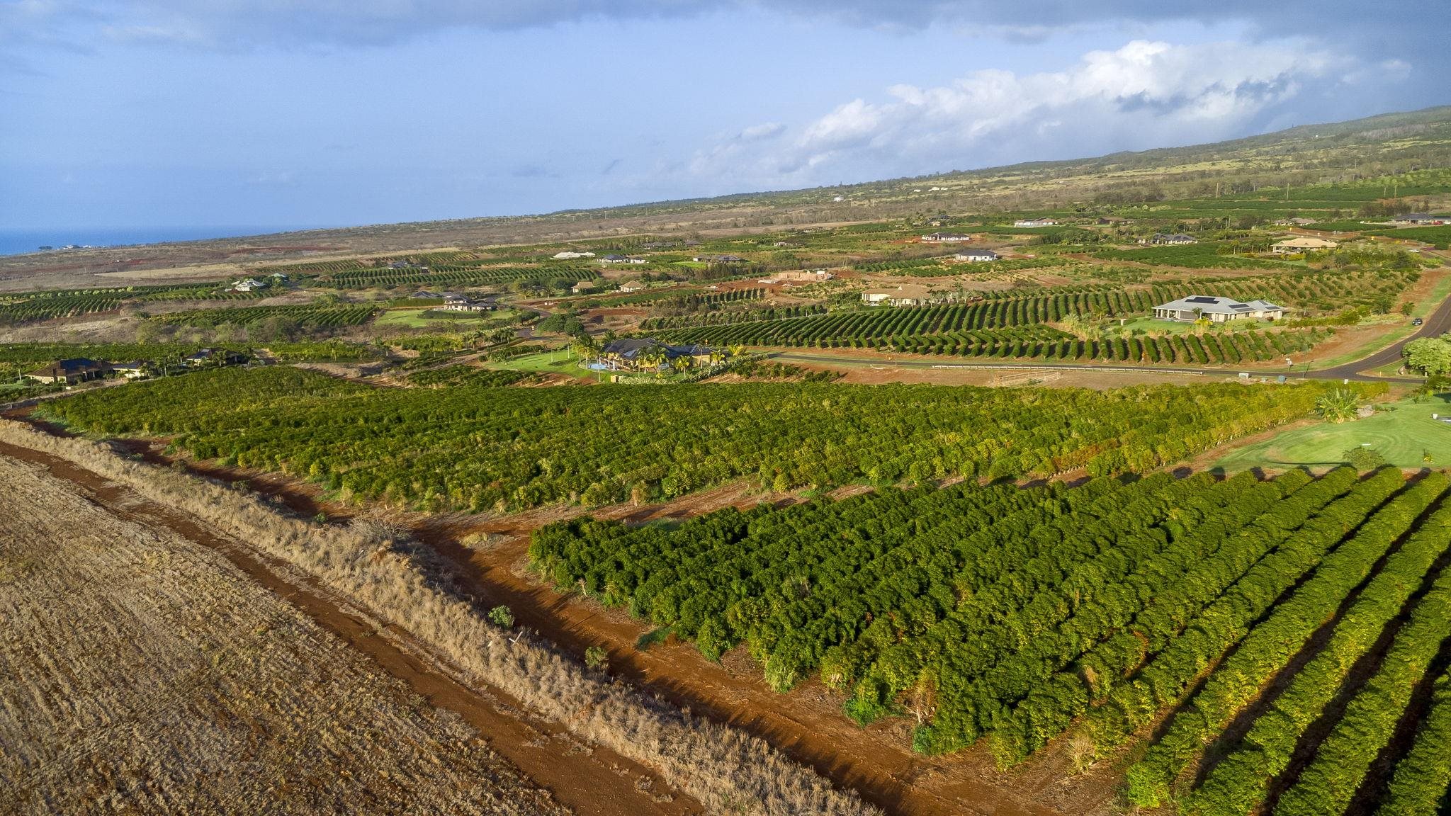 517 Ola Kope St  Lahaina, Hi vacant land for sale - photo 11 of 23