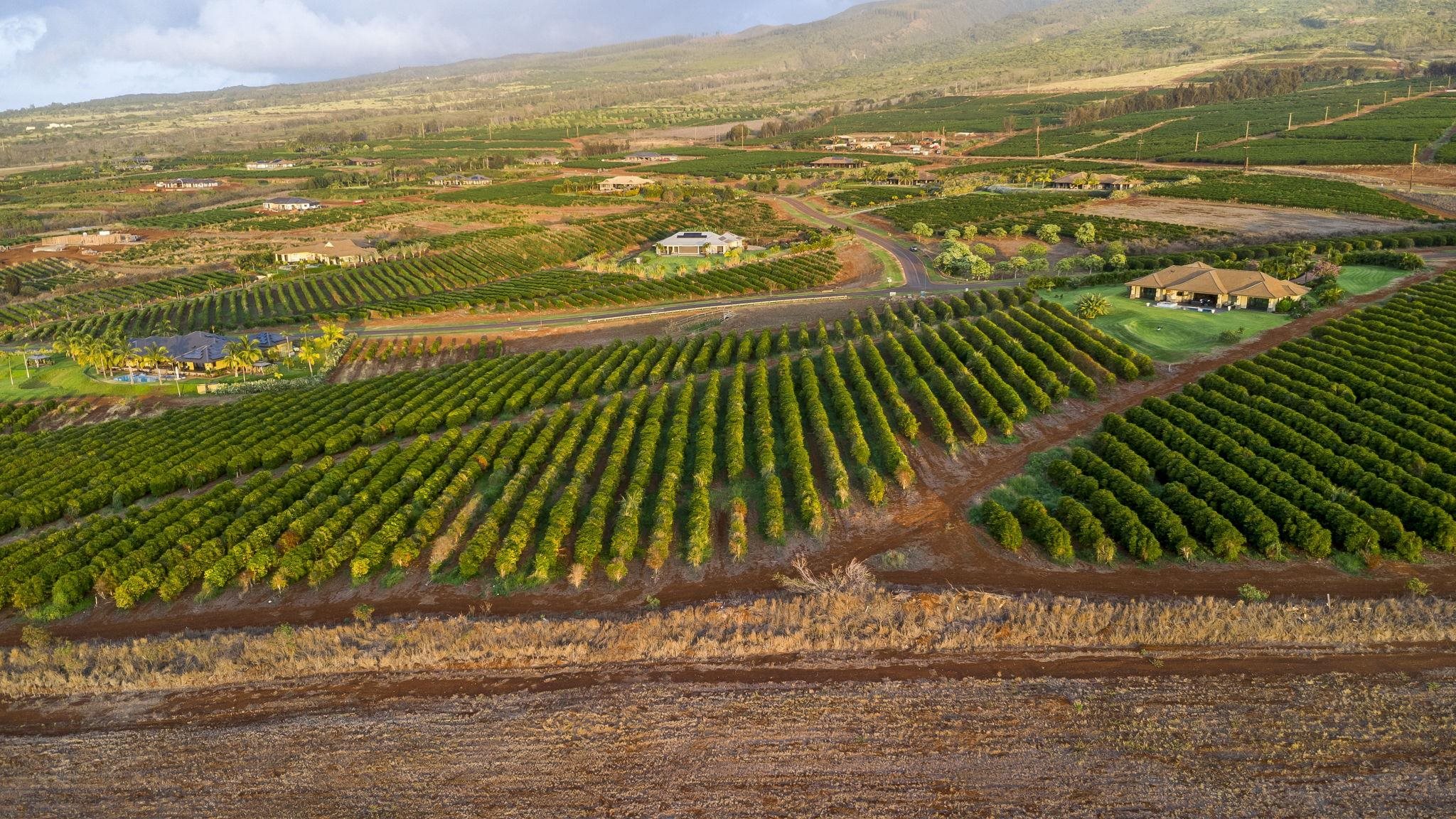 517 Ola Kope St  Lahaina, Hi vacant land for sale - photo 4 of 23