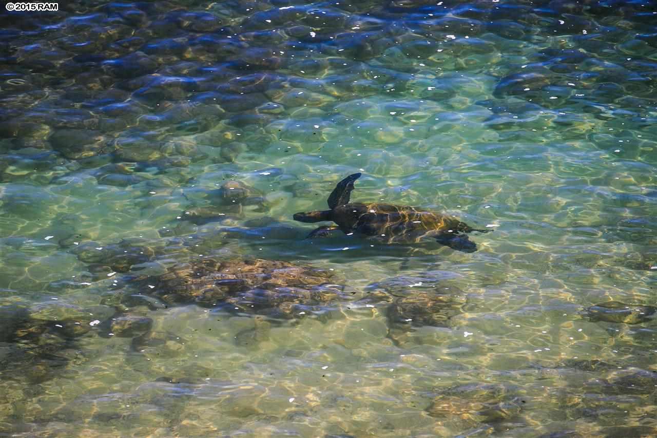 Honokeana Cove condo # 101, Lahaina, Hawaii - photo 24 of 24