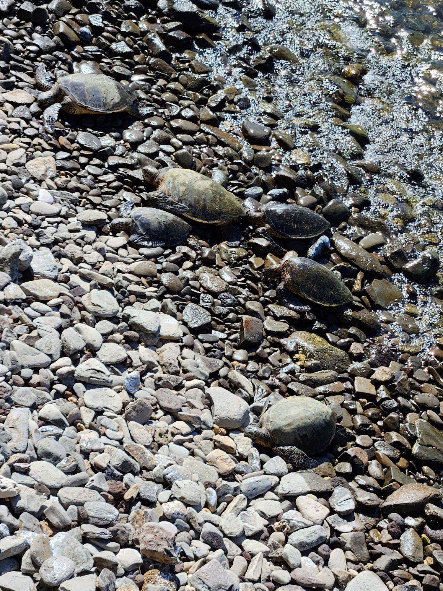 Honokeana Cove condo # 119, Lahaina, Hawaii - photo 13 of 22