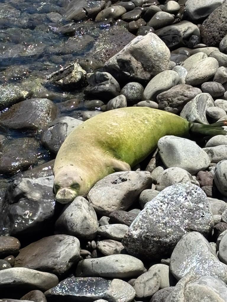 Honokeana Cove condo # 119, Lahaina, Hawaii - photo 22 of 22