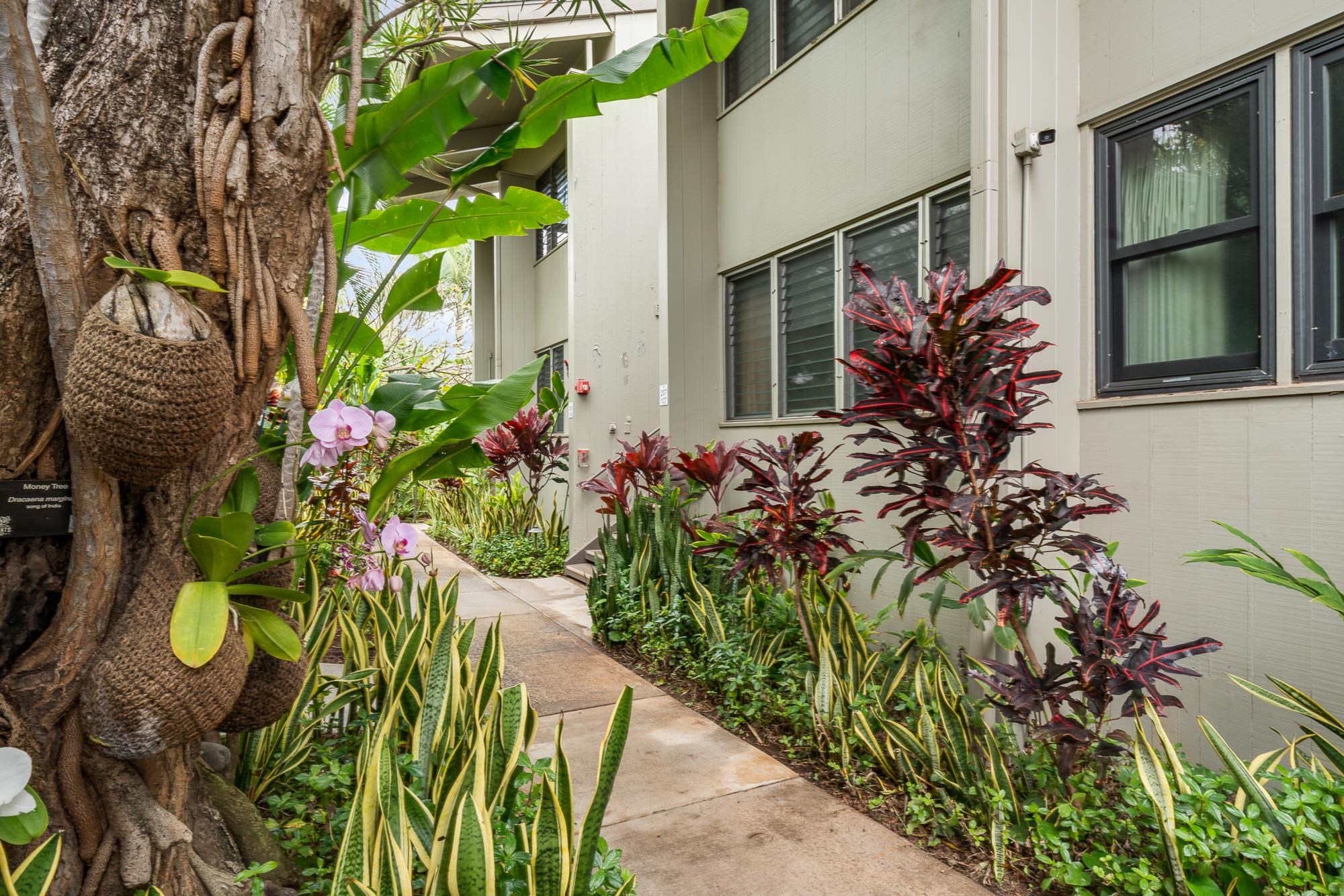 Honokeana Cove condo # 207, Lahaina, Hawaii - photo 46 of 50