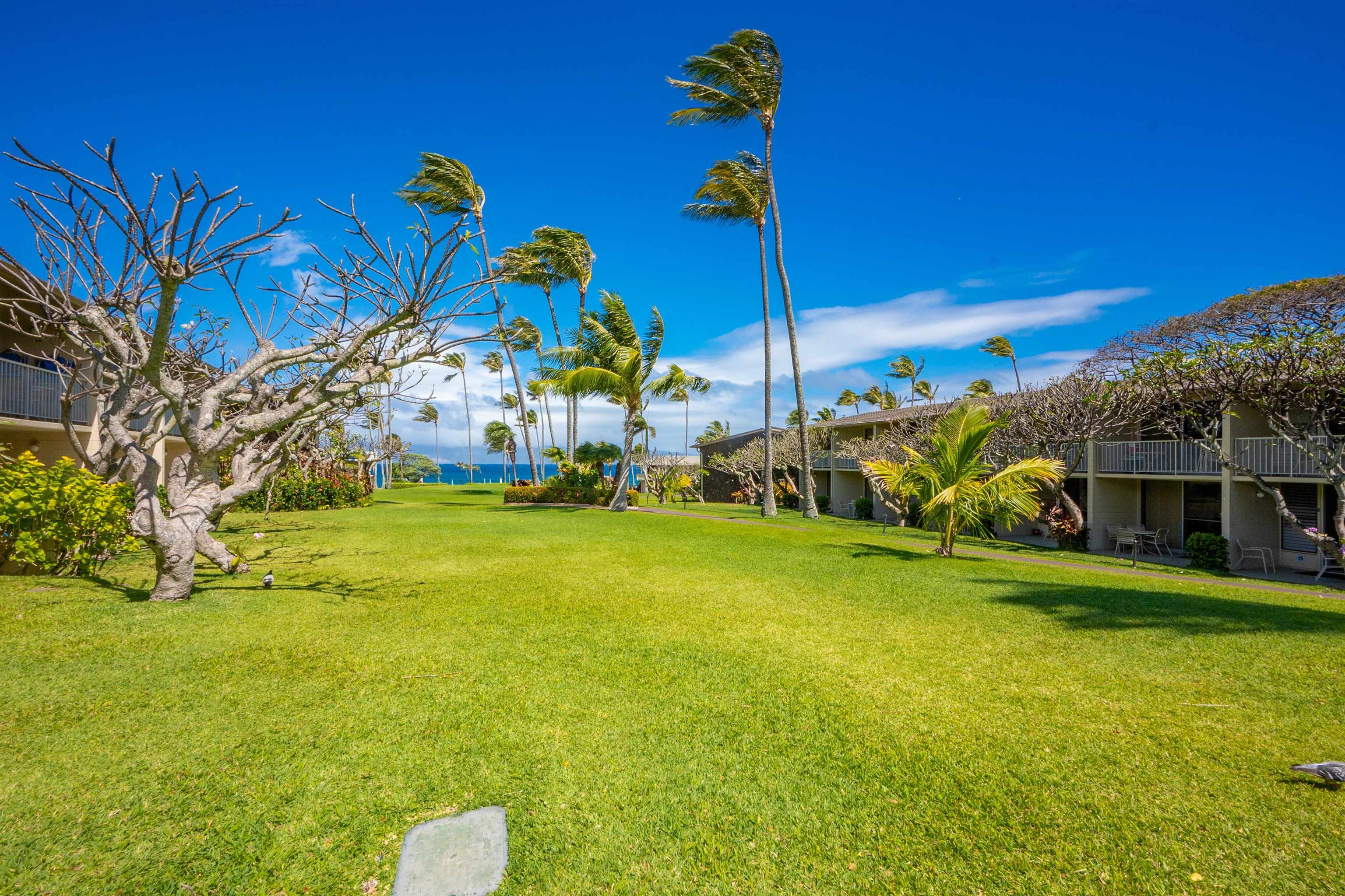 Napili Shores condo # D124, Lahaina, Hawaii - photo 11 of 24