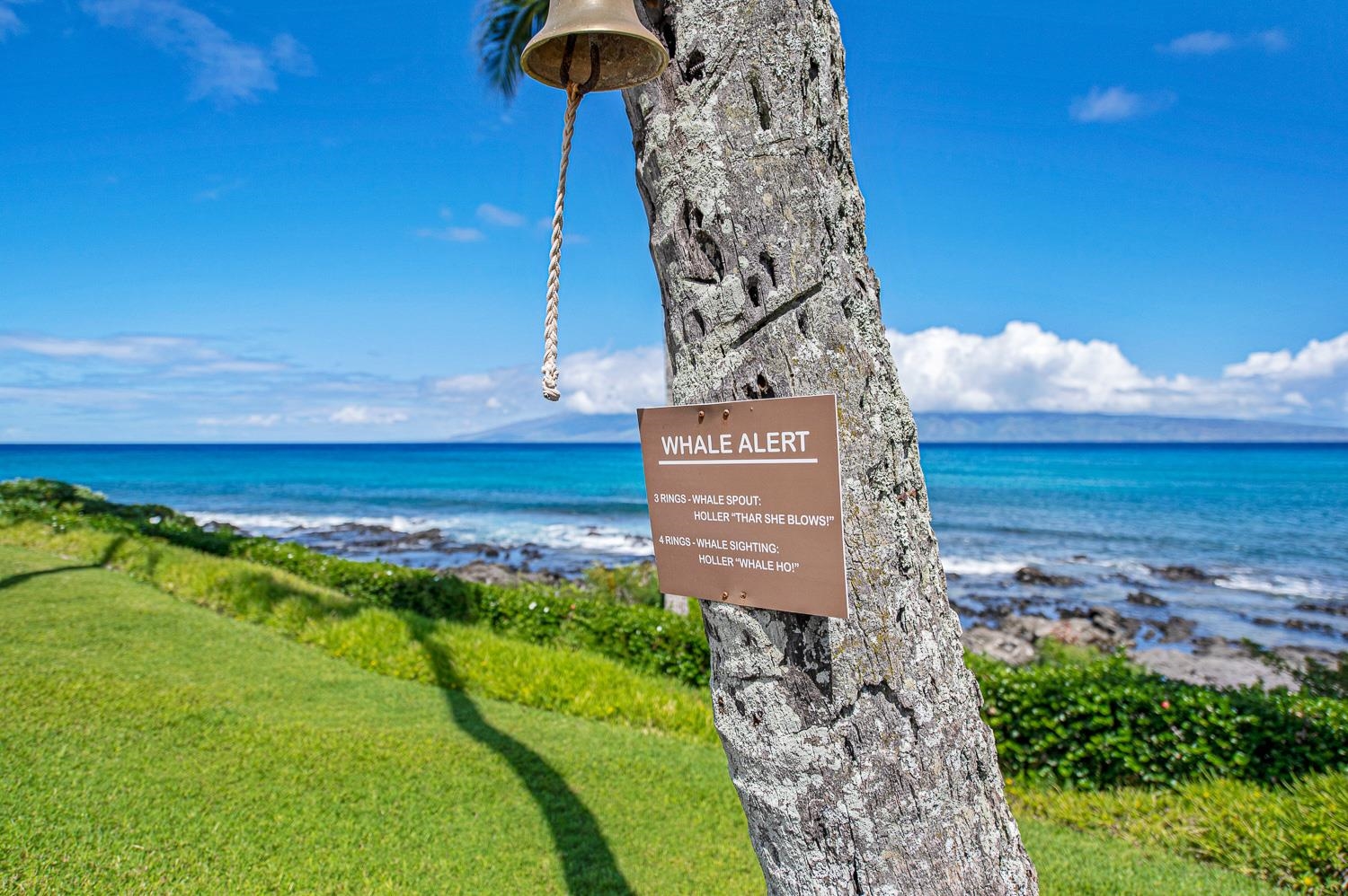 Napili Shores condo # E138, Lahaina, Hawaii - photo 34 of 50