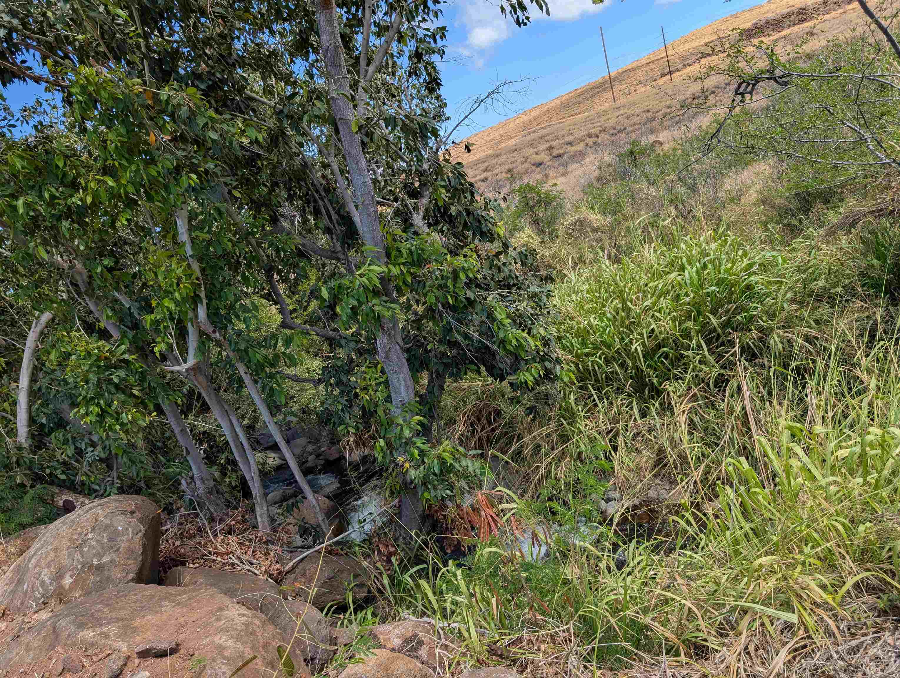 555 Hokiokio Rd  Lahaina, Hi vacant land for sale - photo 2 of 9