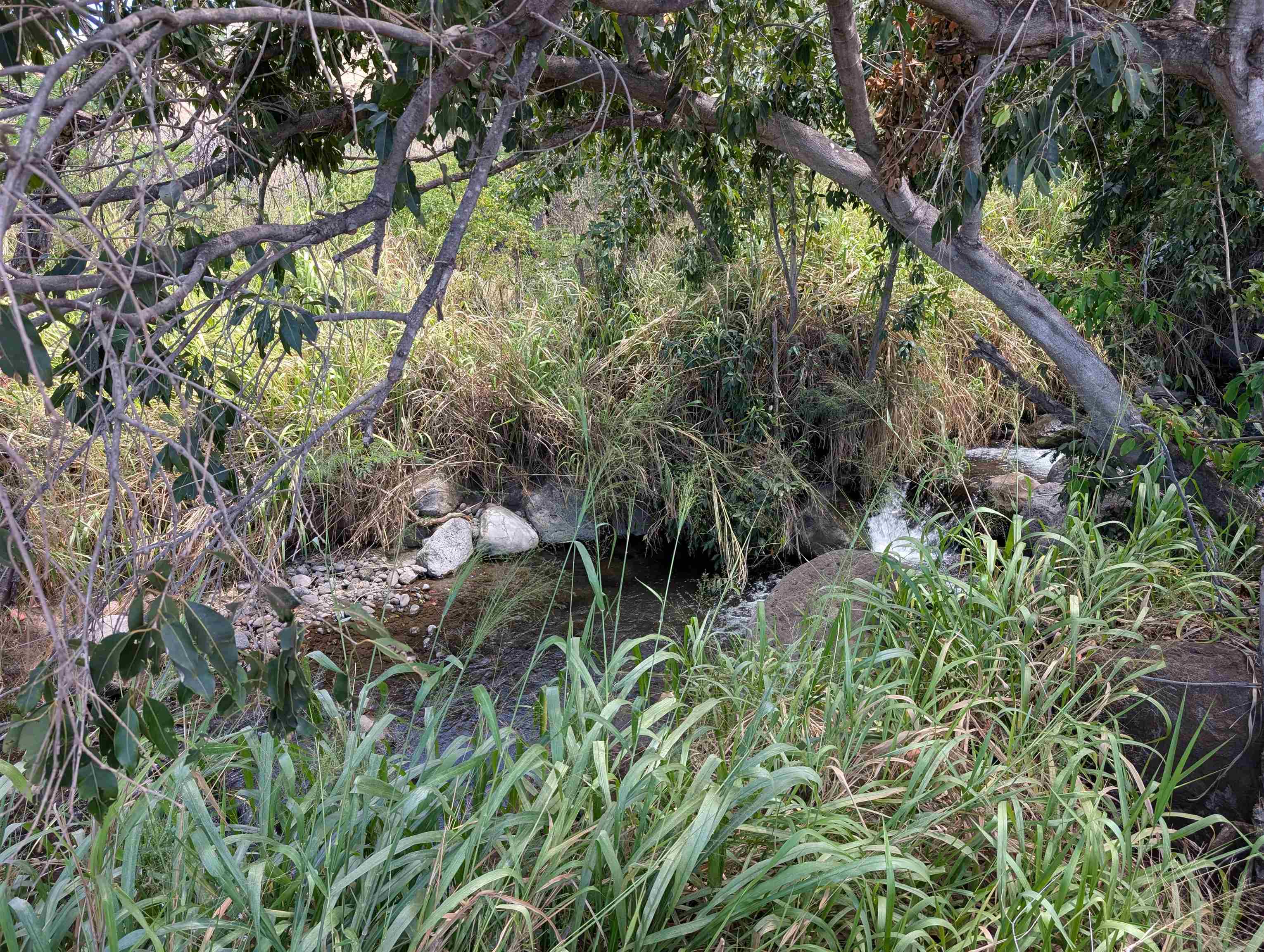 555 Hokiokio Rd  Lahaina, Hi vacant land for sale - photo 3 of 9