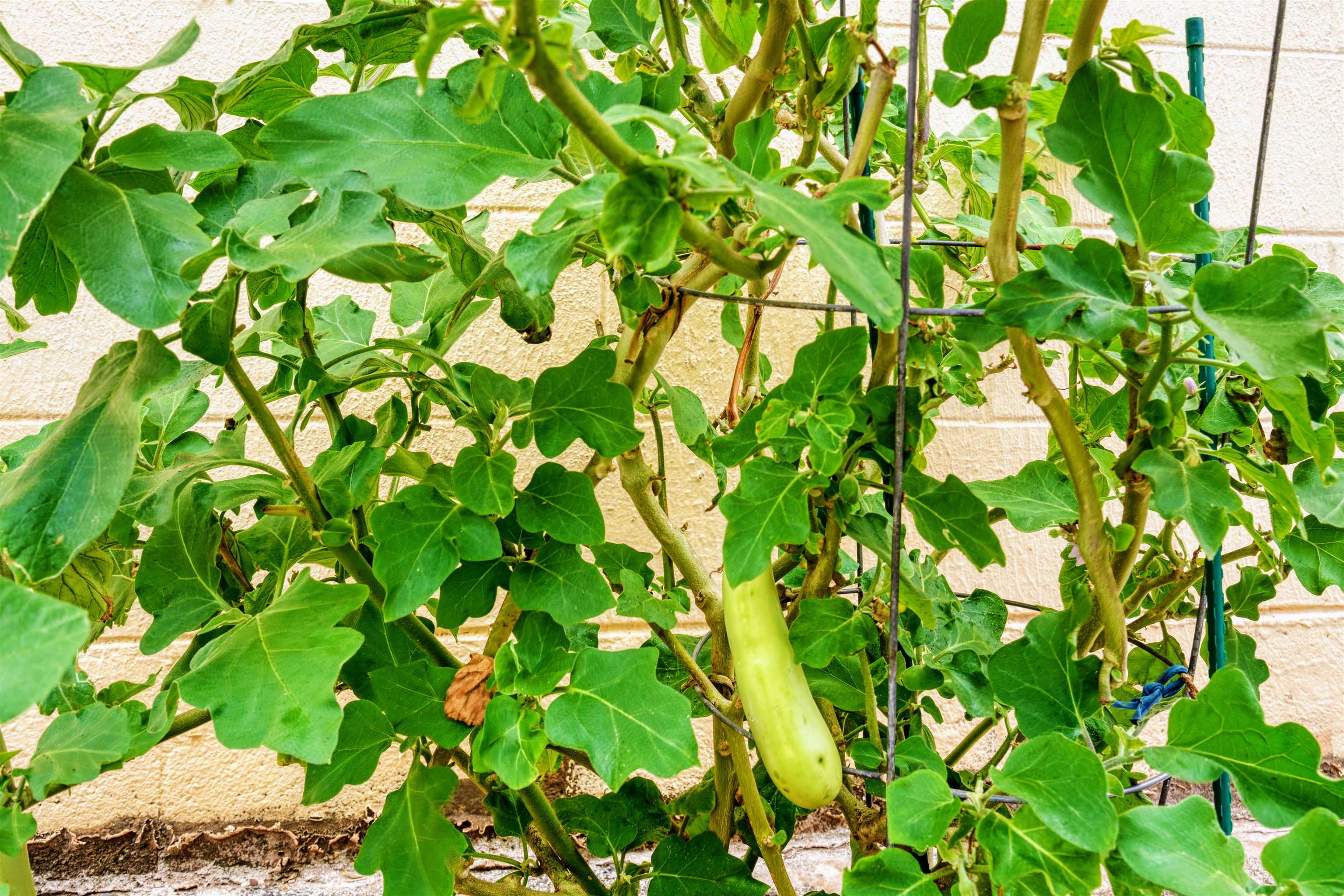 561  Kainalu Pl Paukukalo, Wailuku home - photo 42 of 47