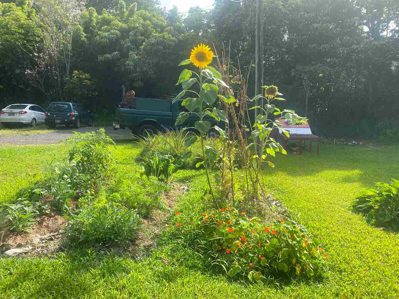 563  Kaupakalua Rd 5 Corners, Haiku home - photo 16 of 19