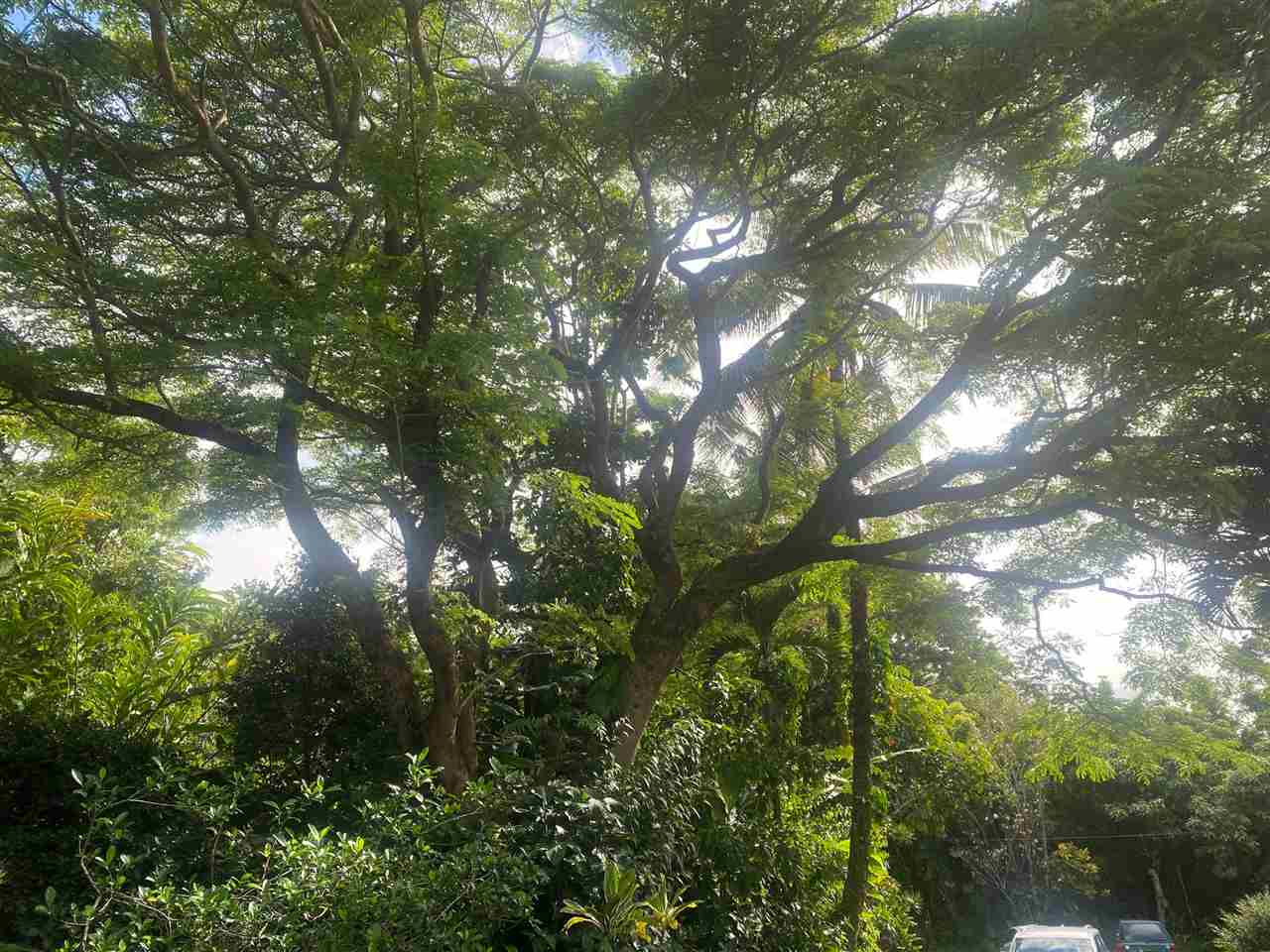 563  Kaupakalua Rd 5 Corners, Haiku home - photo 18 of 19