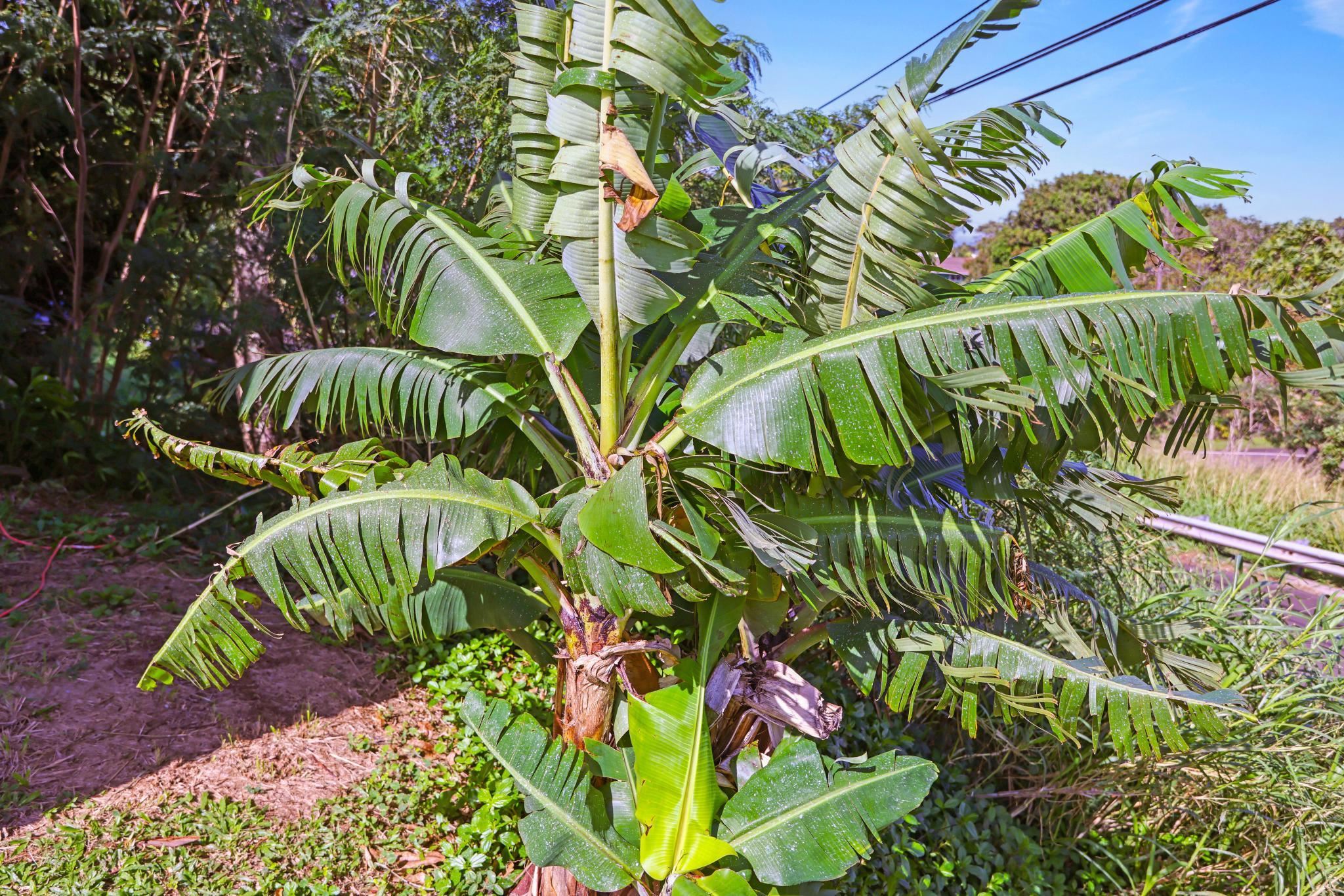 6  Kahope Pl Haiku Community Center, Haiku home - photo 45 of 49