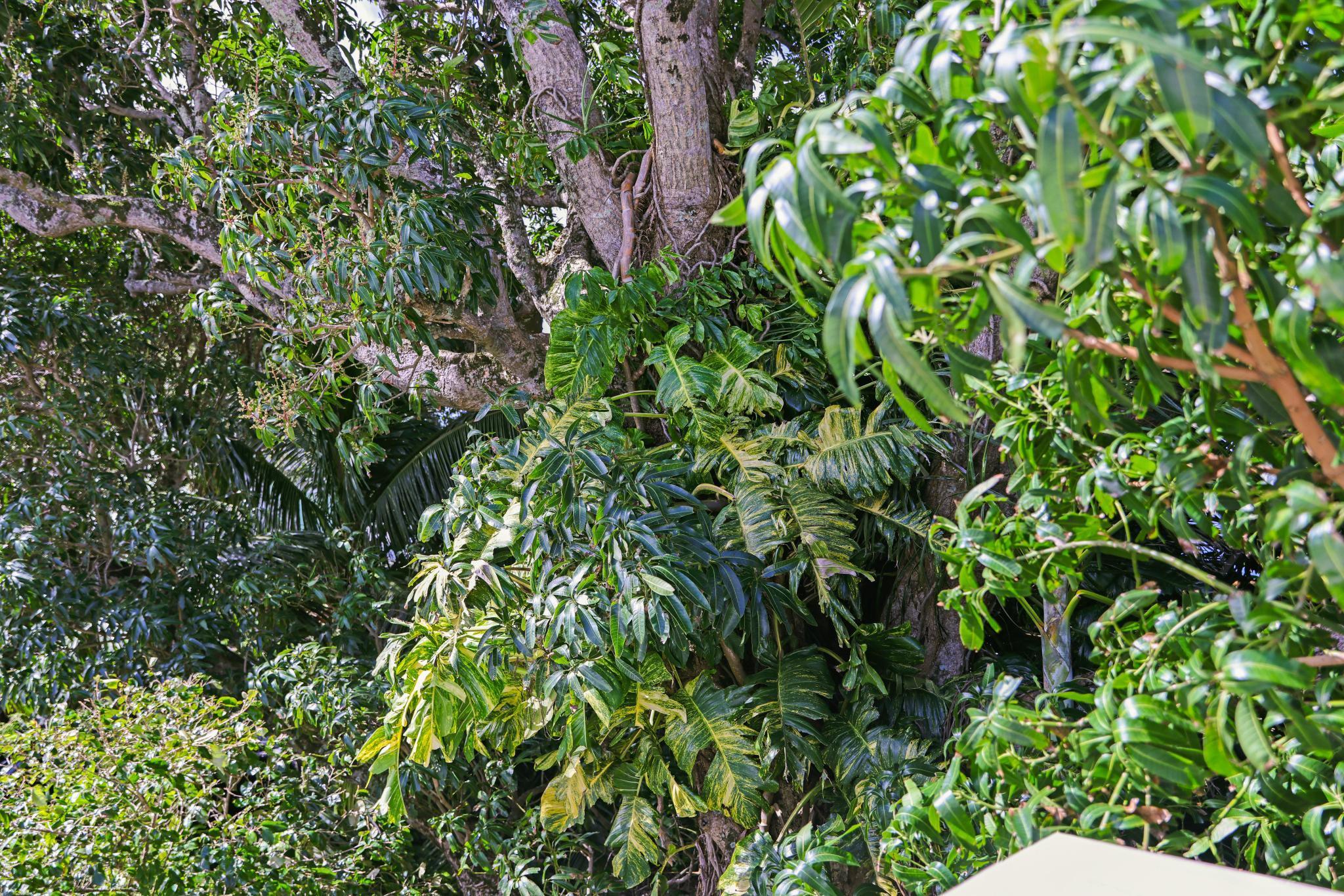 6  Kahope Pl Haiku Community Center, Haiku home - photo 46 of 48