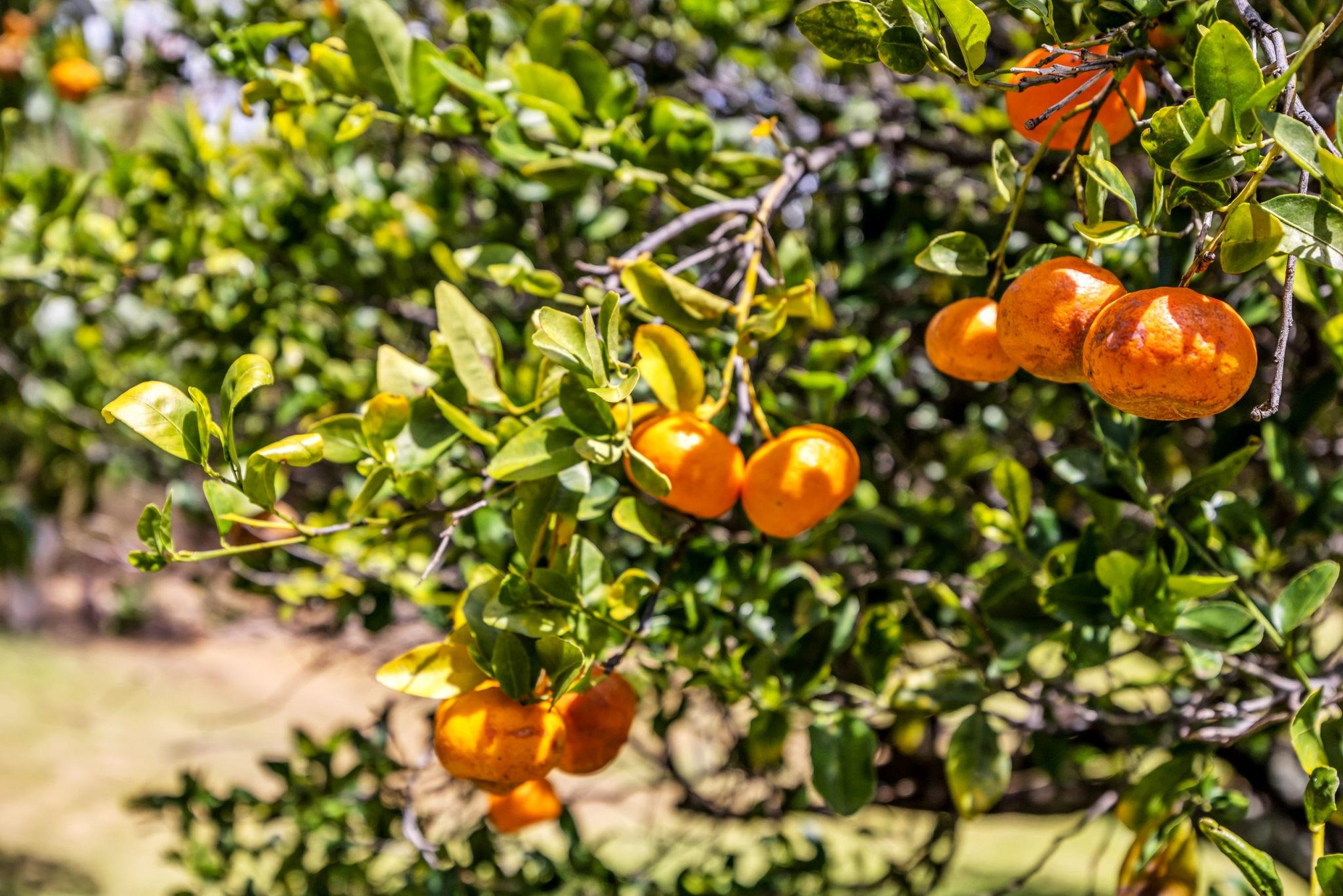 61  Huluhulu Pl Grand Fairways, Kahului home - photo 41 of 50