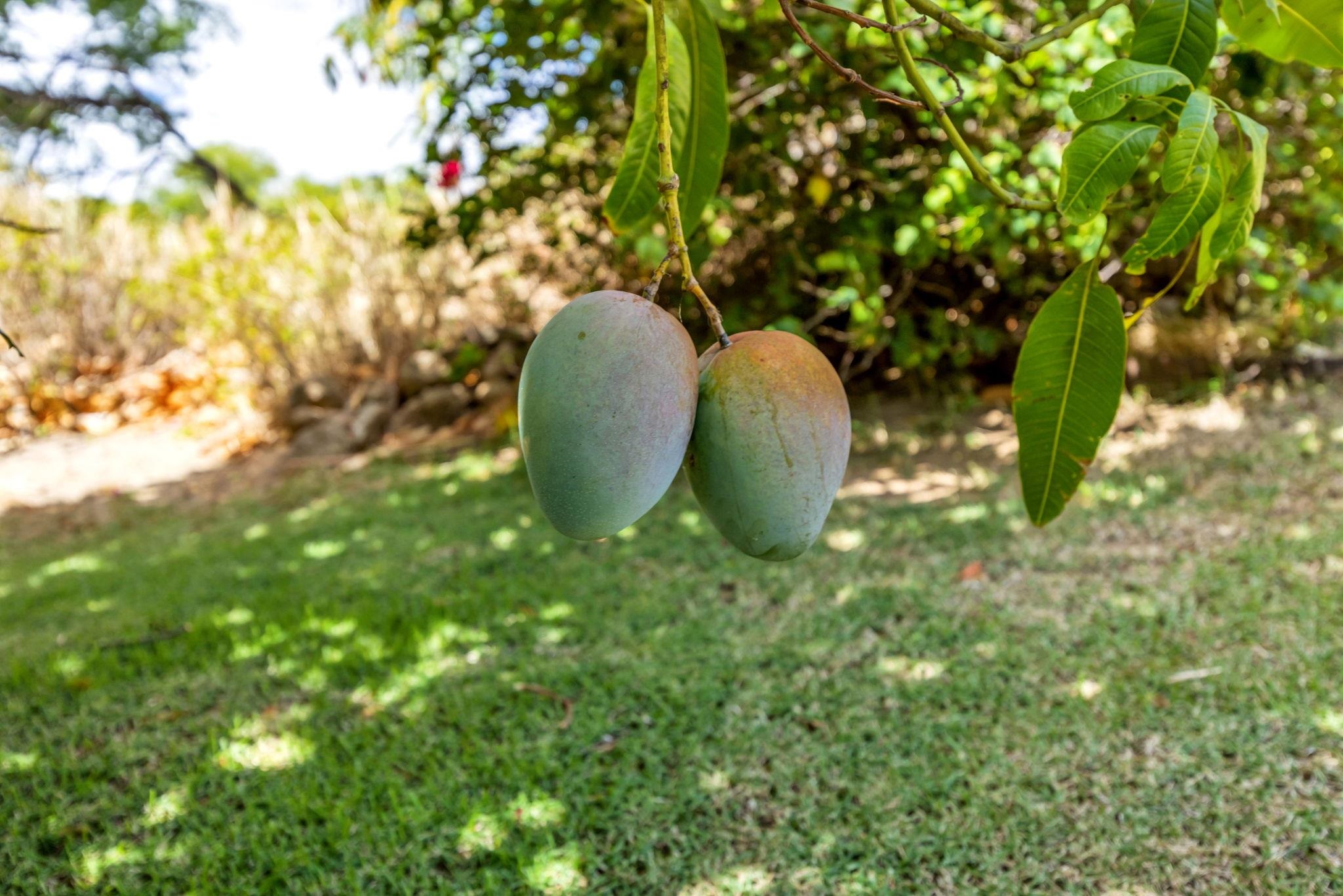 61  Huluhulu Pl Grand Fairways, Kahului home - photo 44 of 50