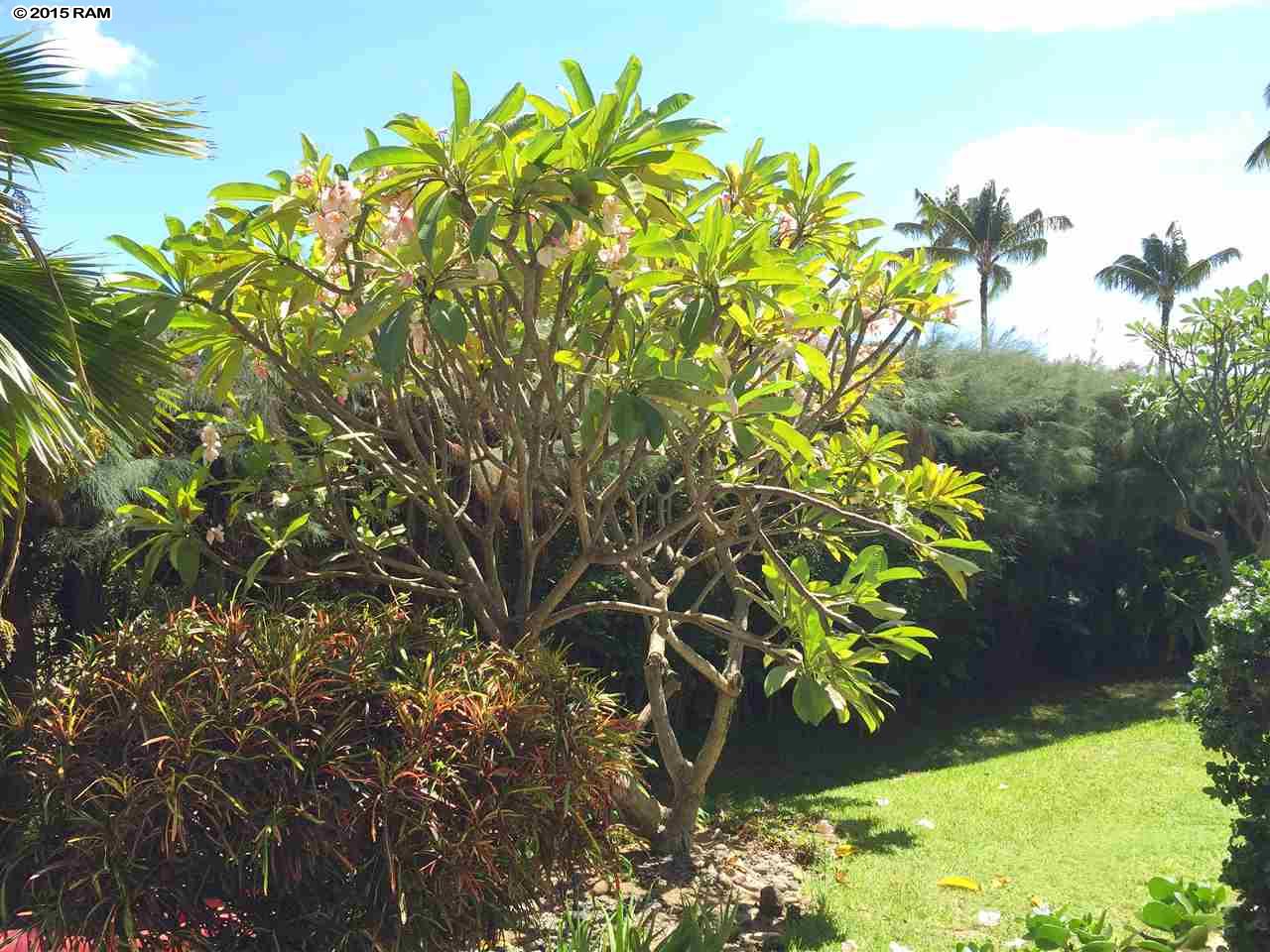 Kihei Kai condo # 5, Kihei, Hawaii - photo 20 of 27