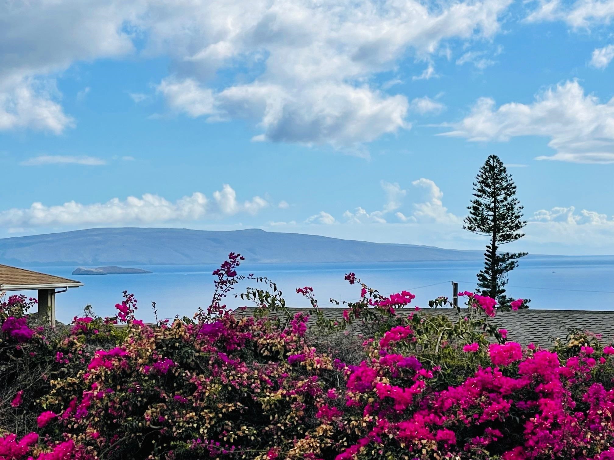 614  Kupulau Pl , Maui Meadows home - photo 3 of 32