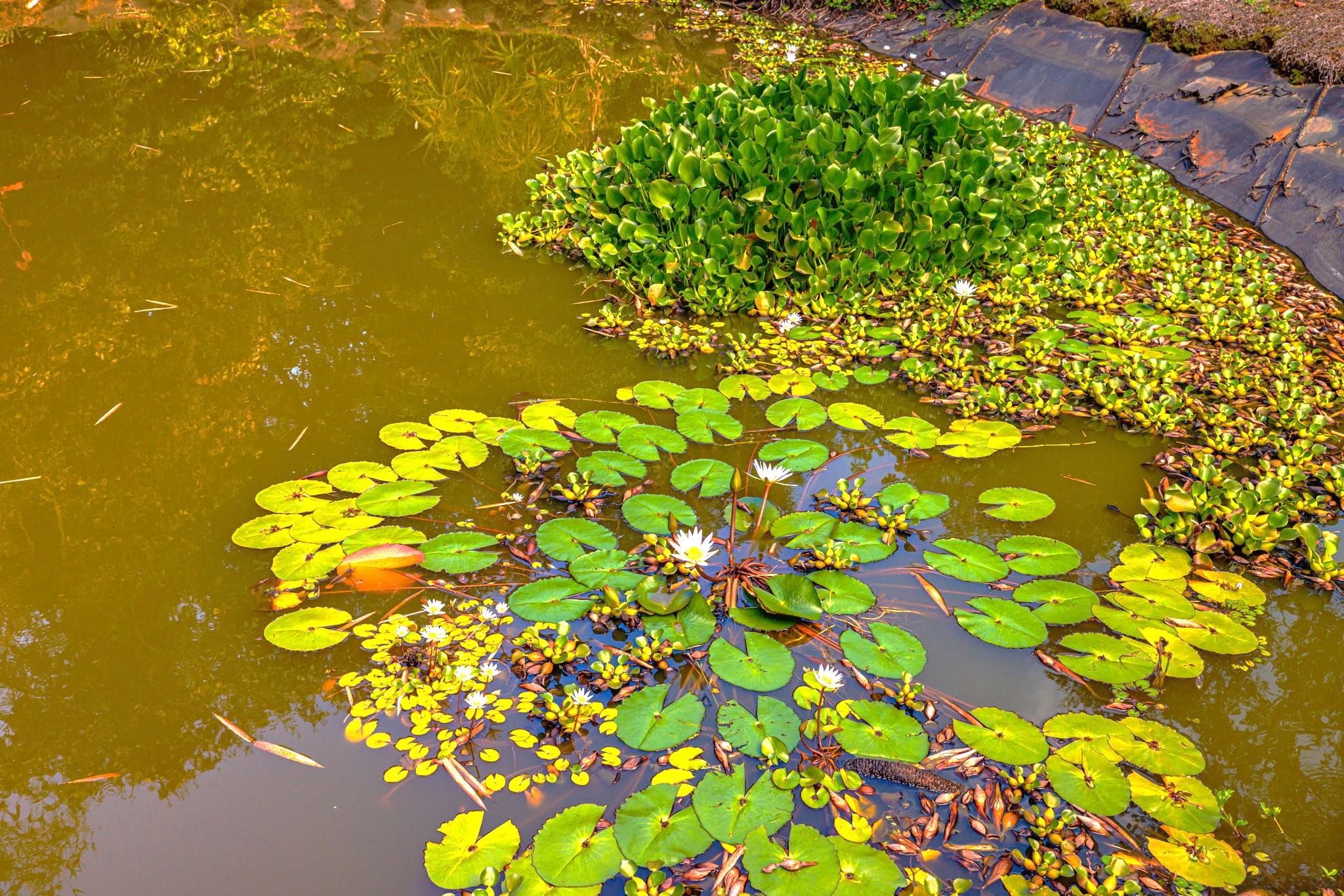 620  Awalau Rd , Haiku home - photo 48 of 50