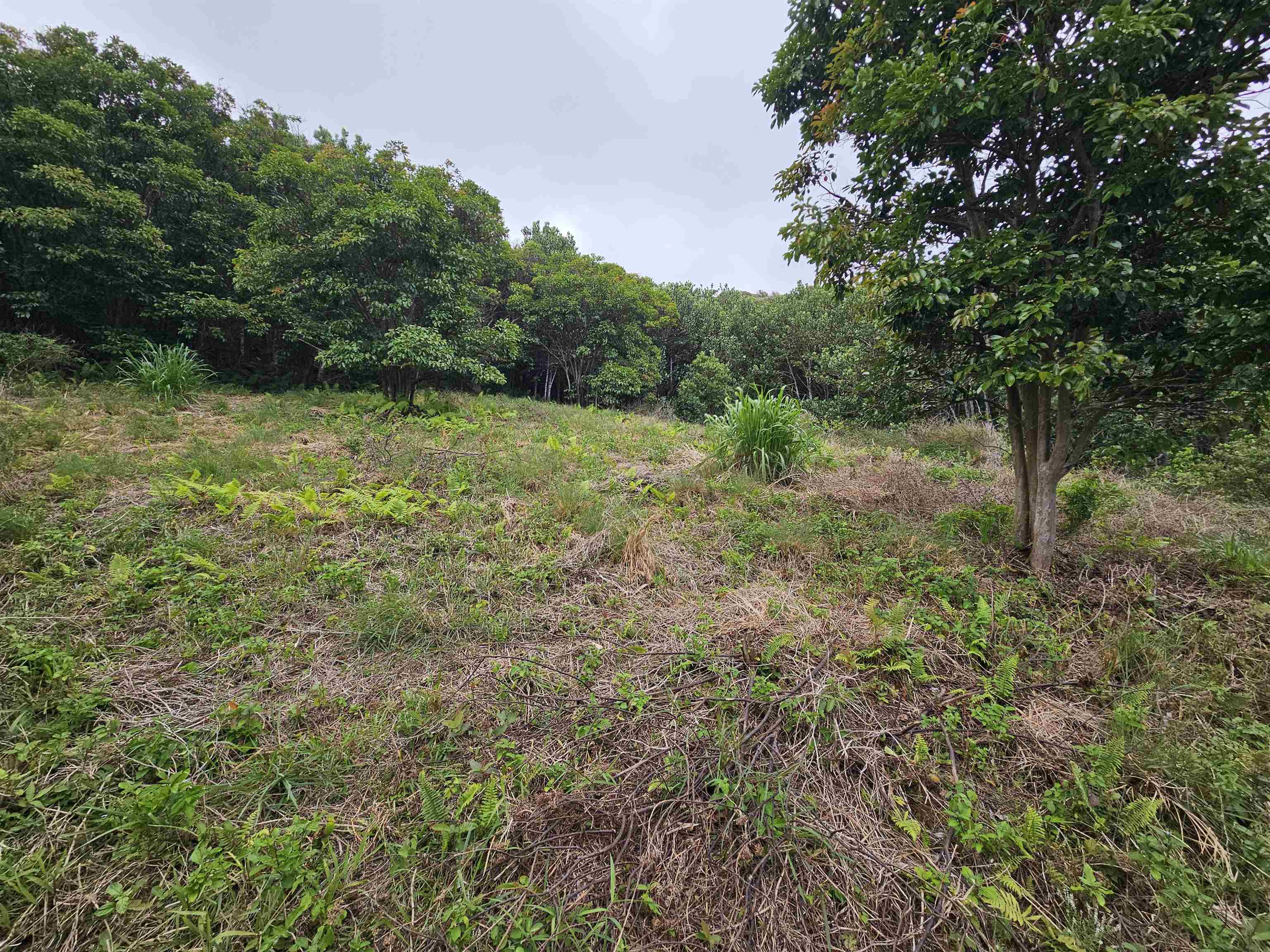 63 Lahaole Pl  Wailuku, Hi vacant land for sale - photo 22 of 40