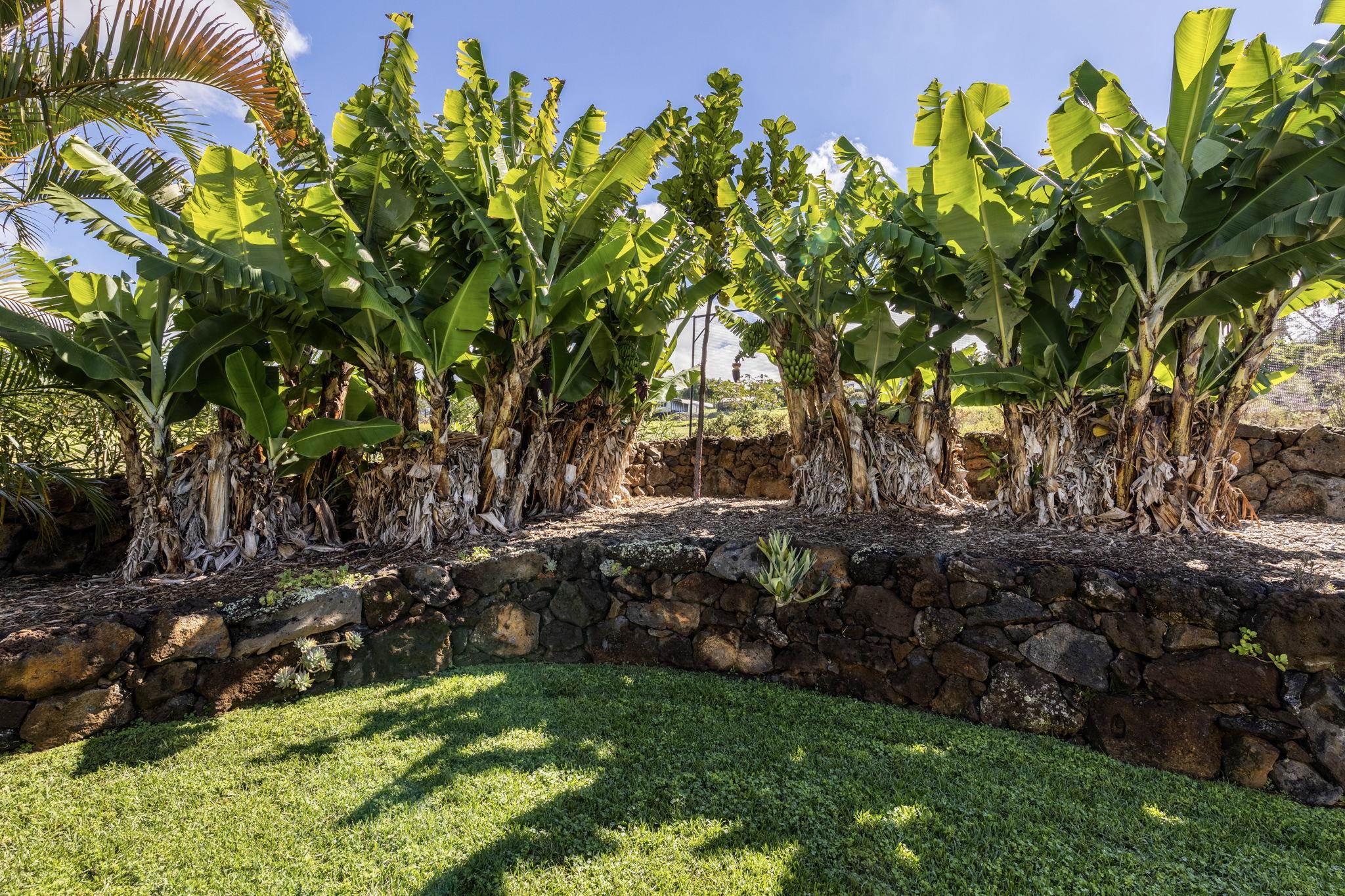 63  Puakea Pl , Kula/Ulupalakua/Kanaio home - photo 40 of 50