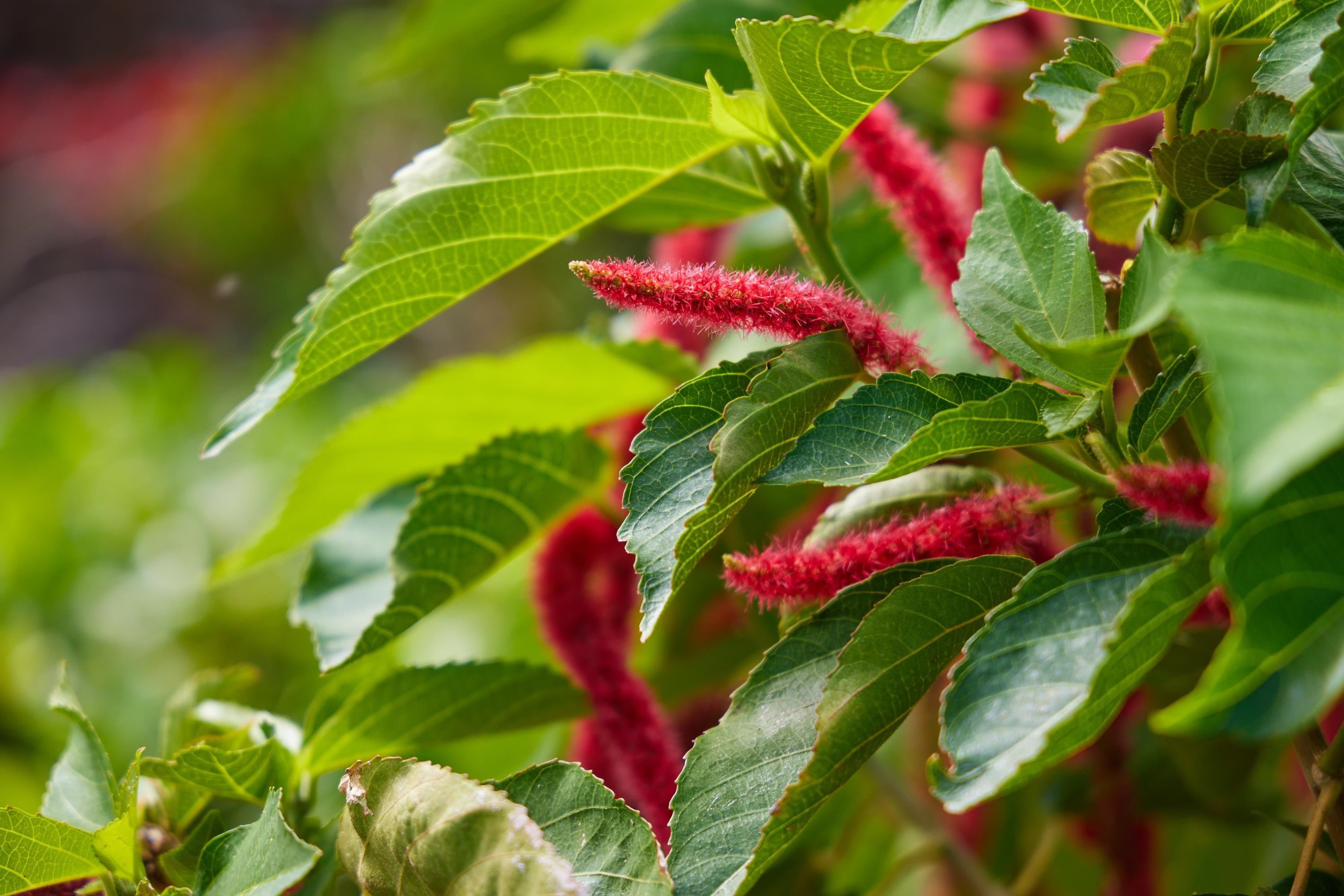 634  Laniolu Pl Maui Meadows, Maui Meadows home - photo 31 of 48