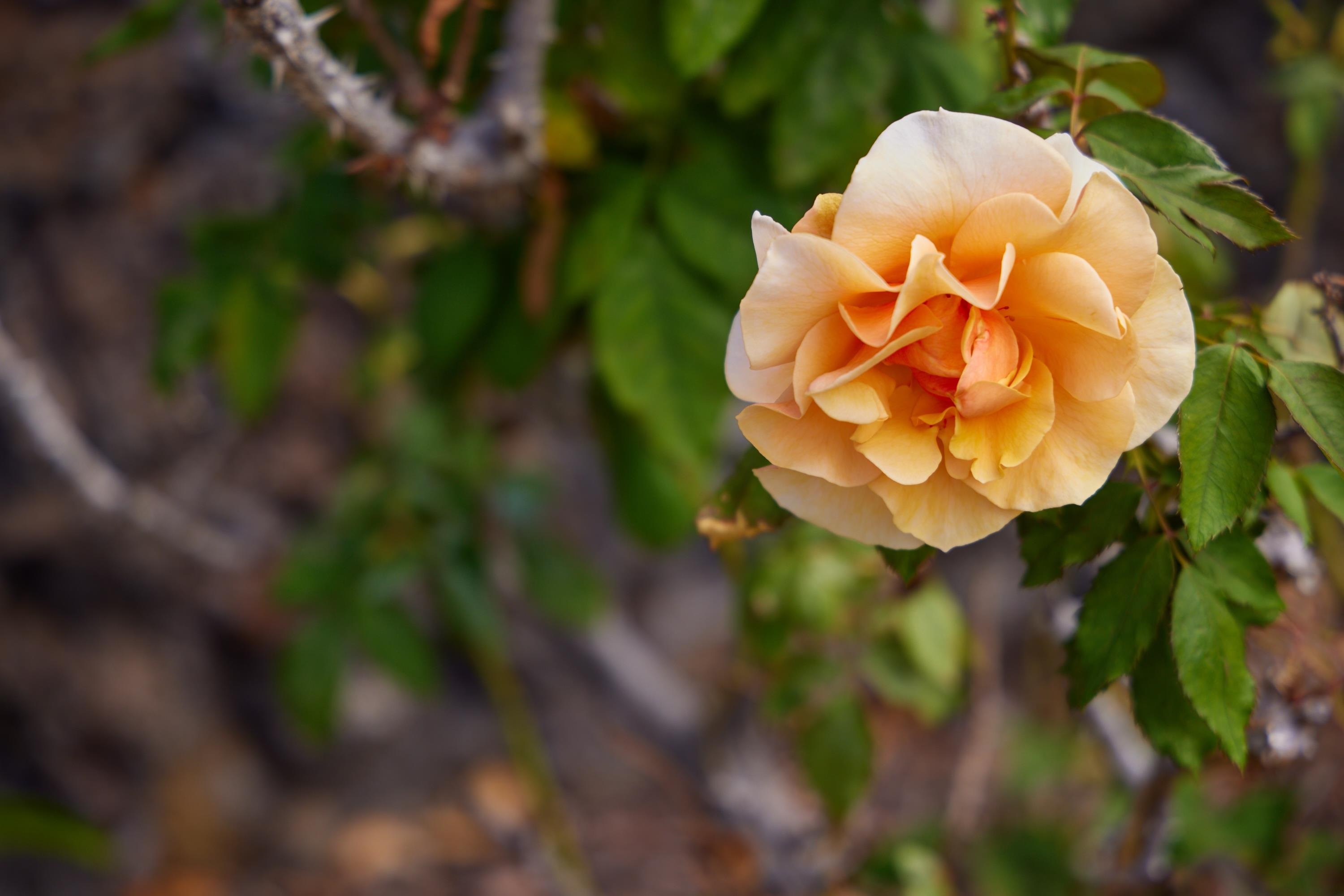 634  Laniolu Pl Maui Meadows, Maui Meadows home - photo 33 of 48