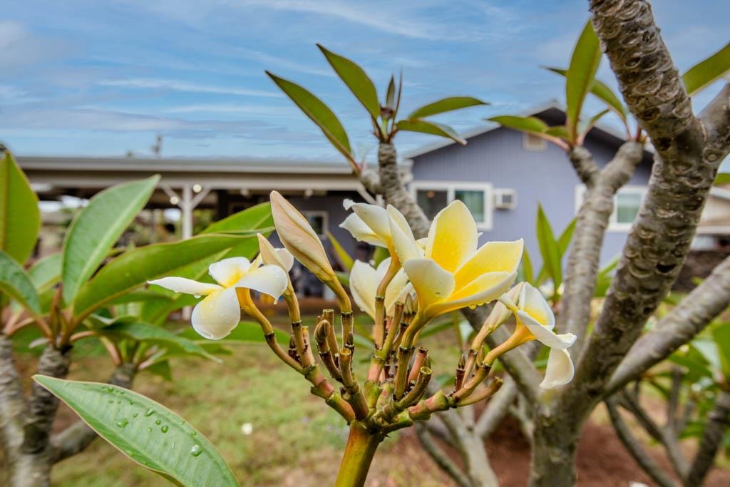 639  Pili Loko St Paia, Spreckelsville/Paia/Kuau home - photo 12 of 30