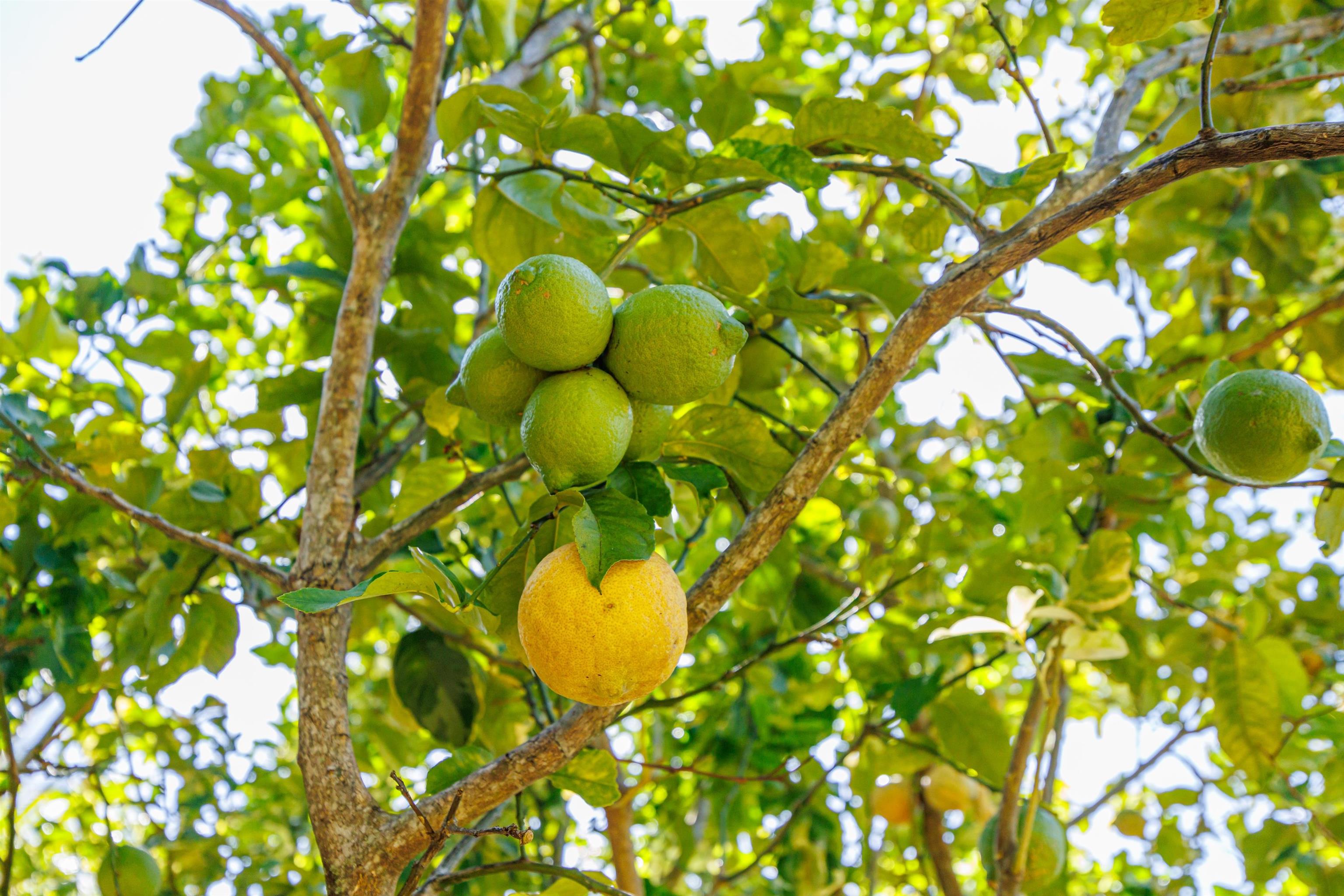 65  Holokai Rd N. Holokai, Haiku home - photo 45 of 50