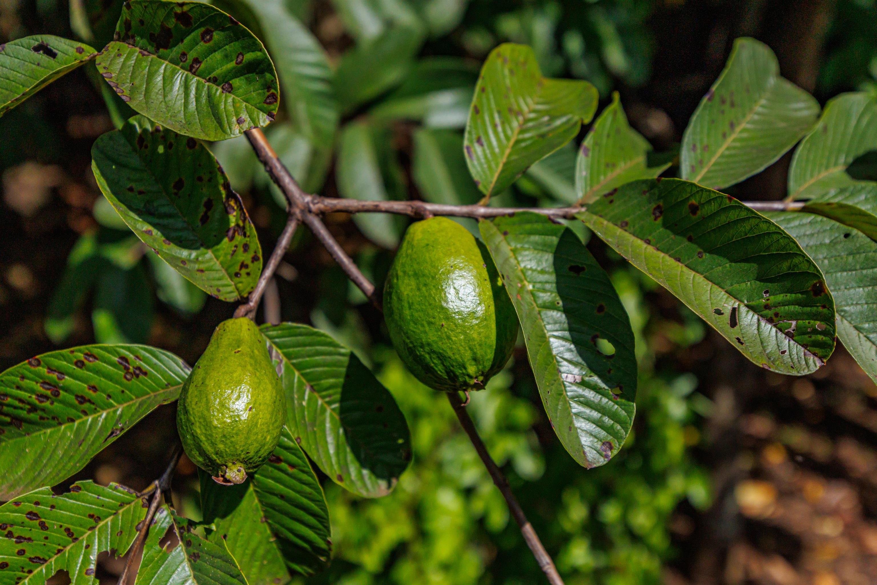 65  Holokai Rd N. Holokai, Haiku home - photo 47 of 50