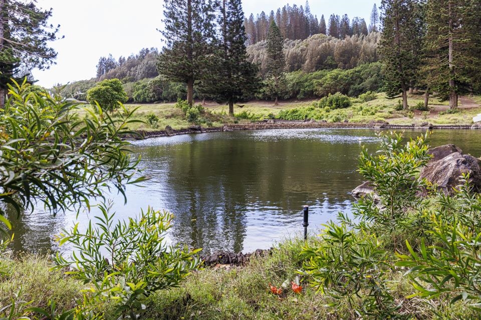 Villas At Koele II condo # 7D, Lanai City, Hawaii - photo 2 of 29