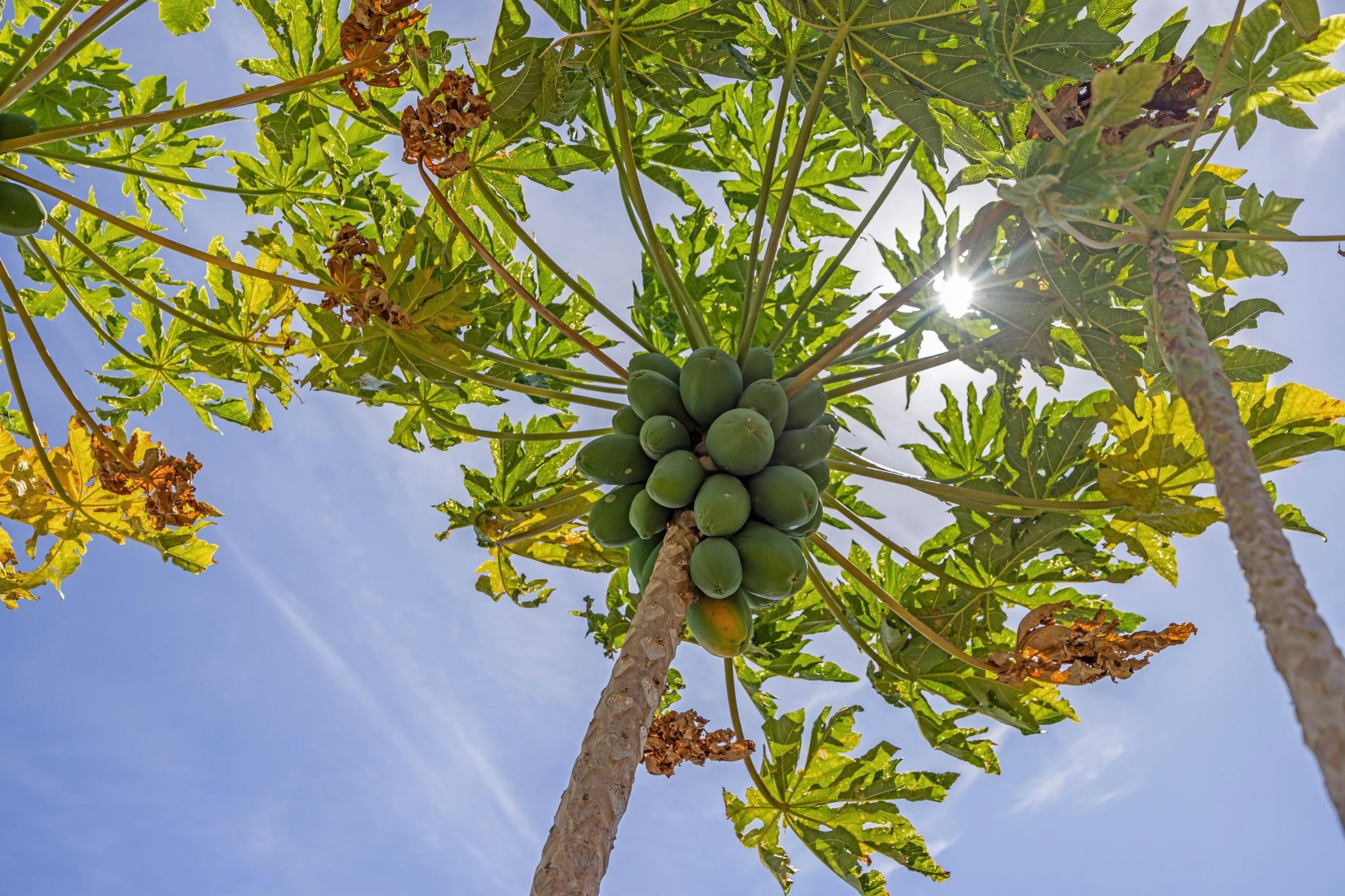 672  Komo Ohia St Komo Ohia, Wailuku home - photo 27 of 35