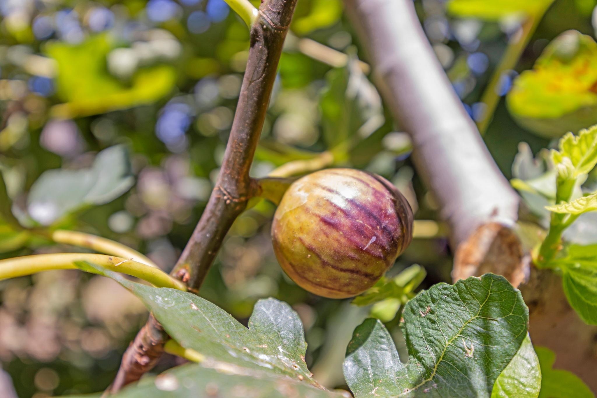 672  Komo Ohia St Komo Ohia, Wailuku home - photo 28 of 35