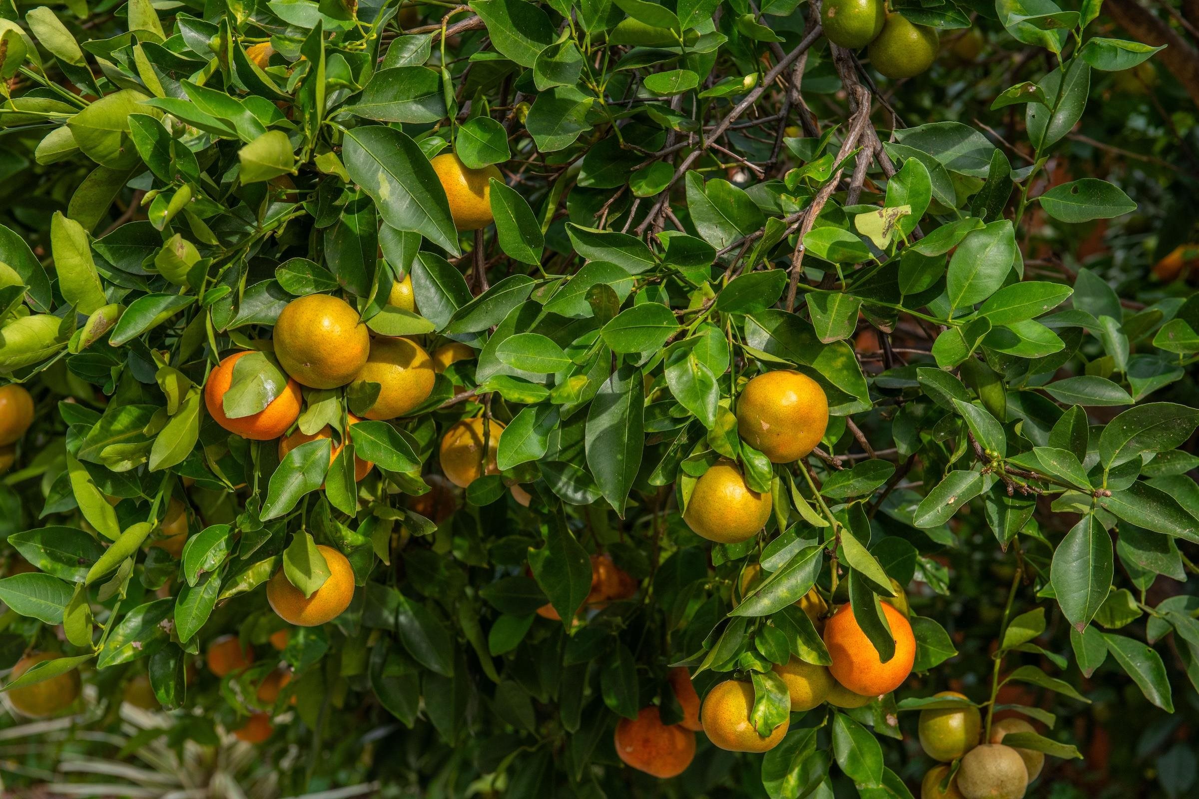 69  Aulii Dr Kula 200, Pukalani home - photo 45 of 50