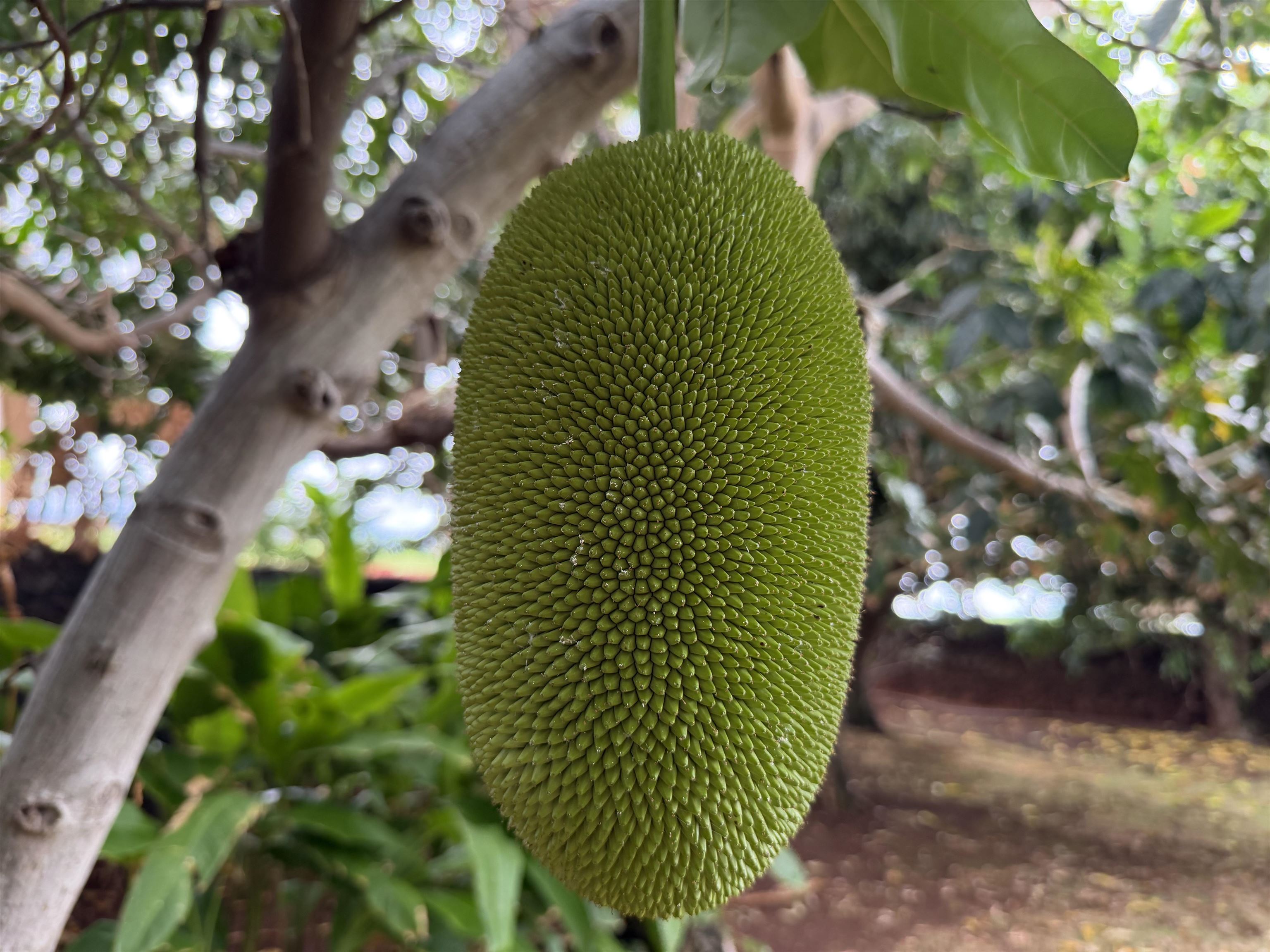 69  Halelo St , Kaanapali home - photo 19 of 25
