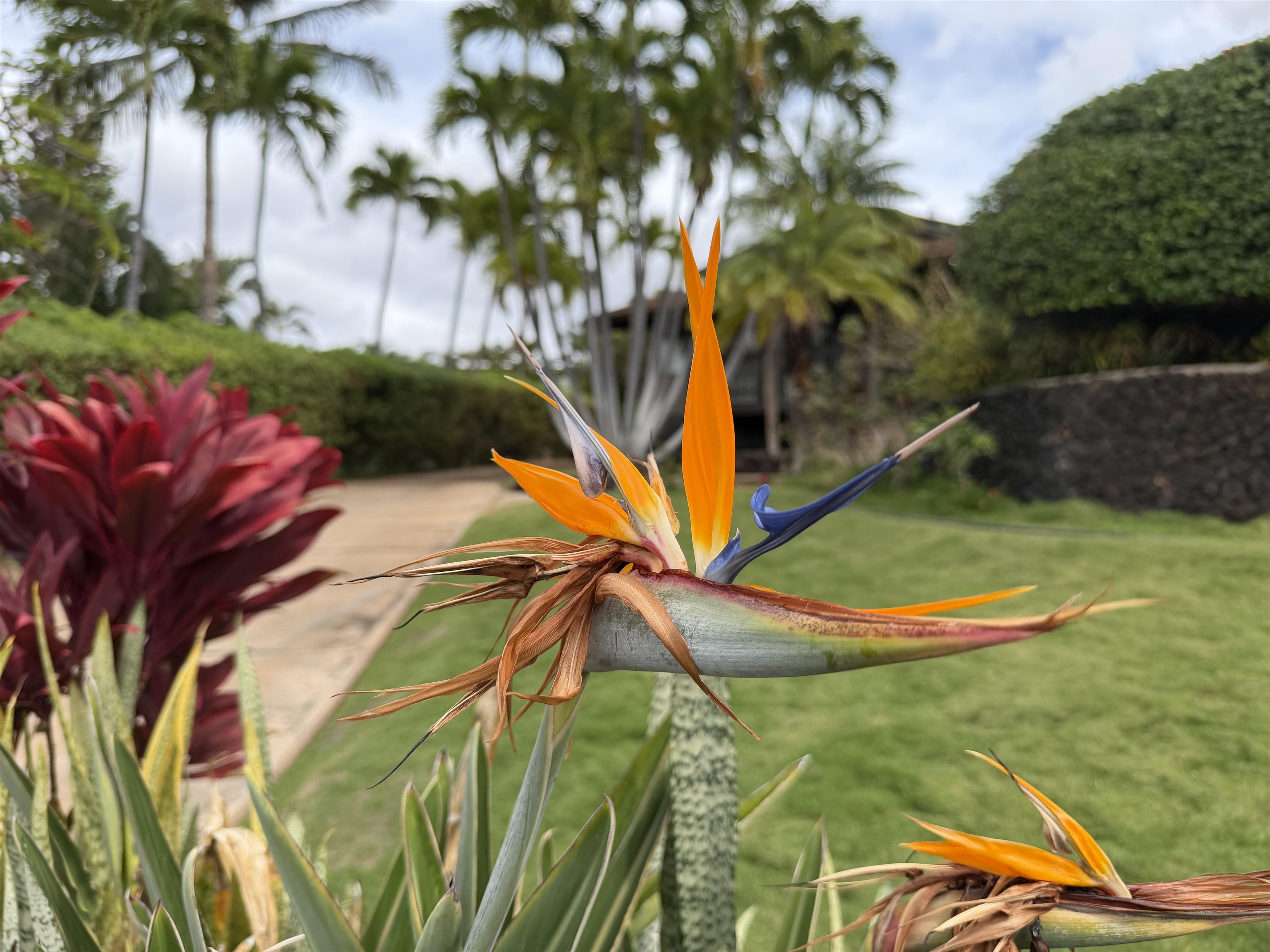 69  Halelo St , Kaanapali home - photo 20 of 25