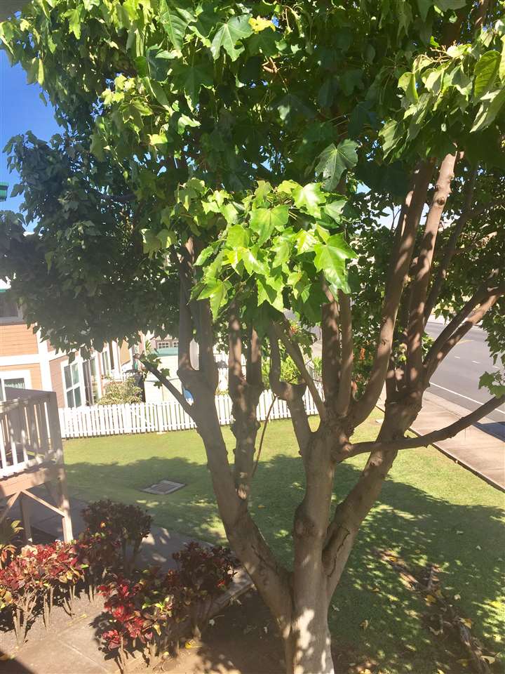 Iao Parkside I condo # 14-201, Wailuku, Hawaii - photo 21 of 22