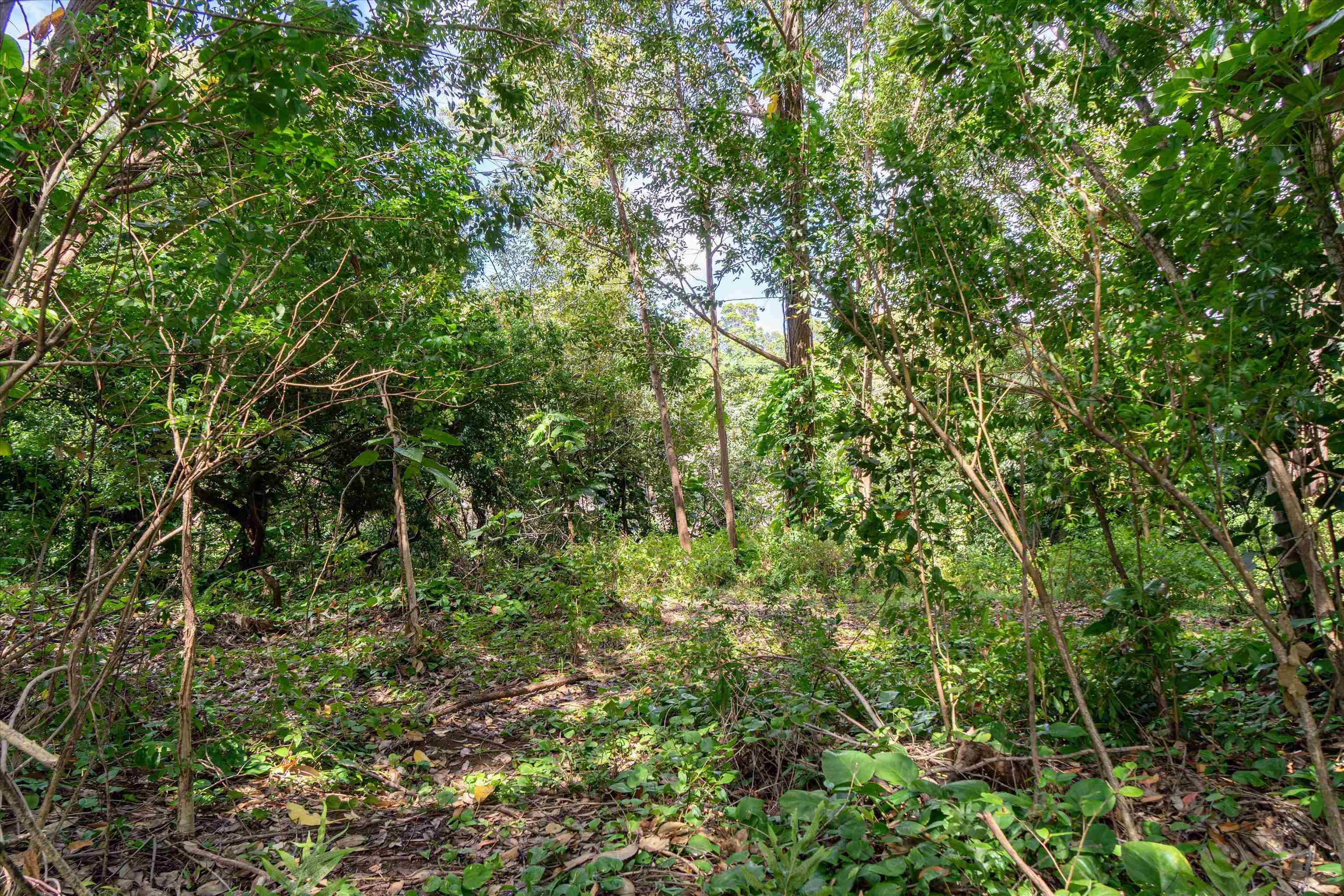 70  Lanikai Pl , Haiku home - photo 16 of 21