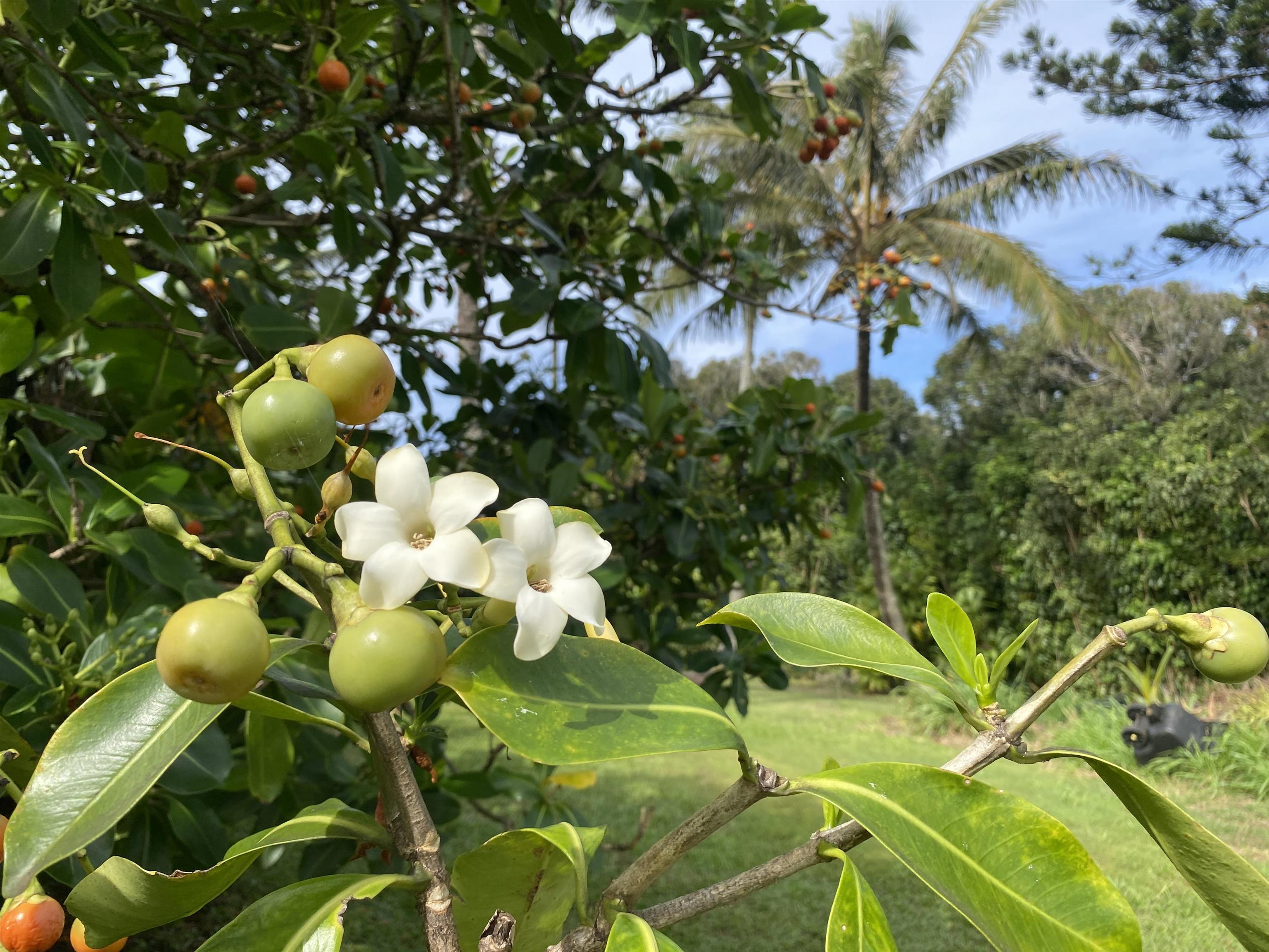 700  Honopou Rd Twin Falls, Haiku home - photo 28 of 44