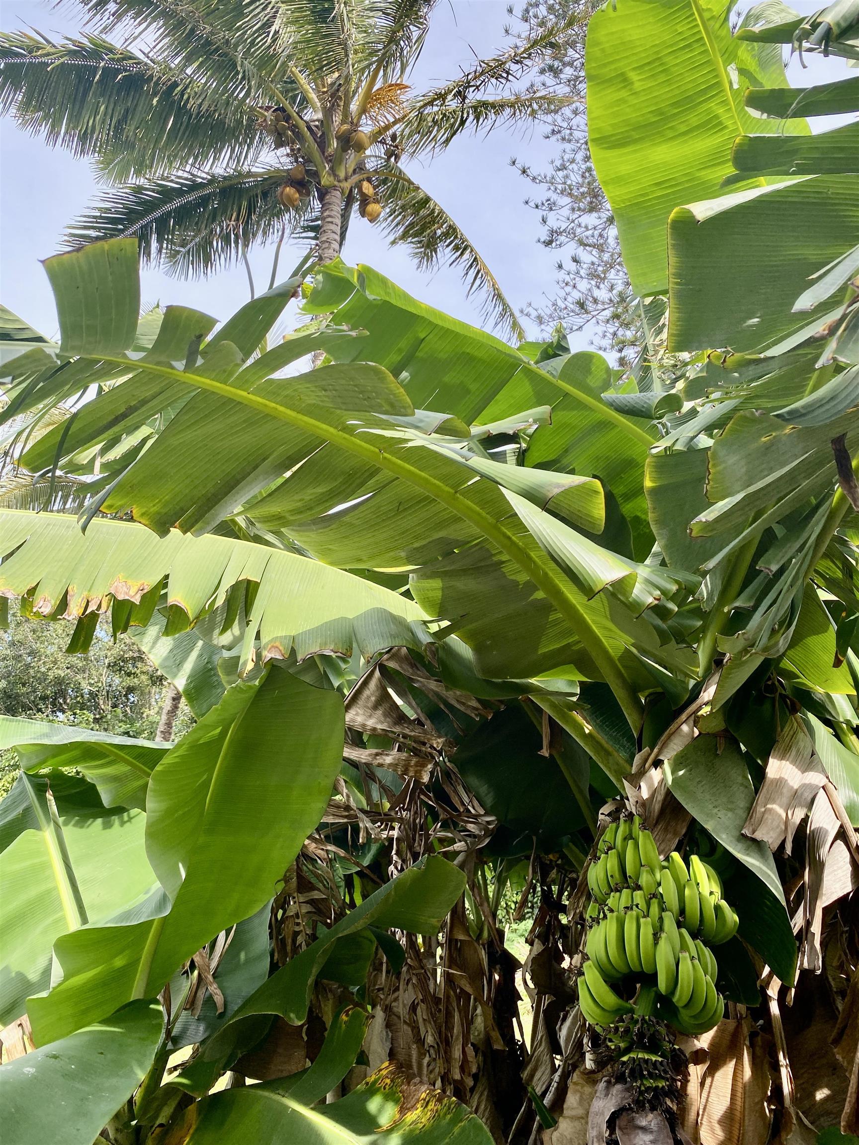 700  Honopou Rd Twin Falls, Haiku home - photo 37 of 44