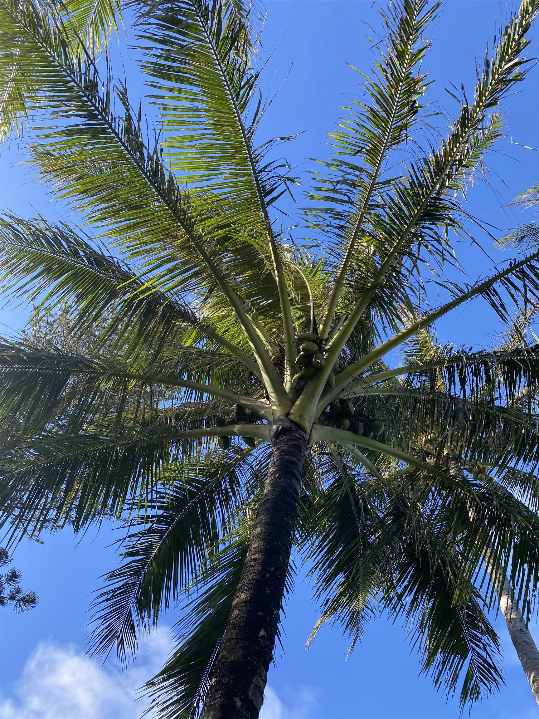 700  Honopou Rd Twin Falls, Haiku home - photo 38 of 50