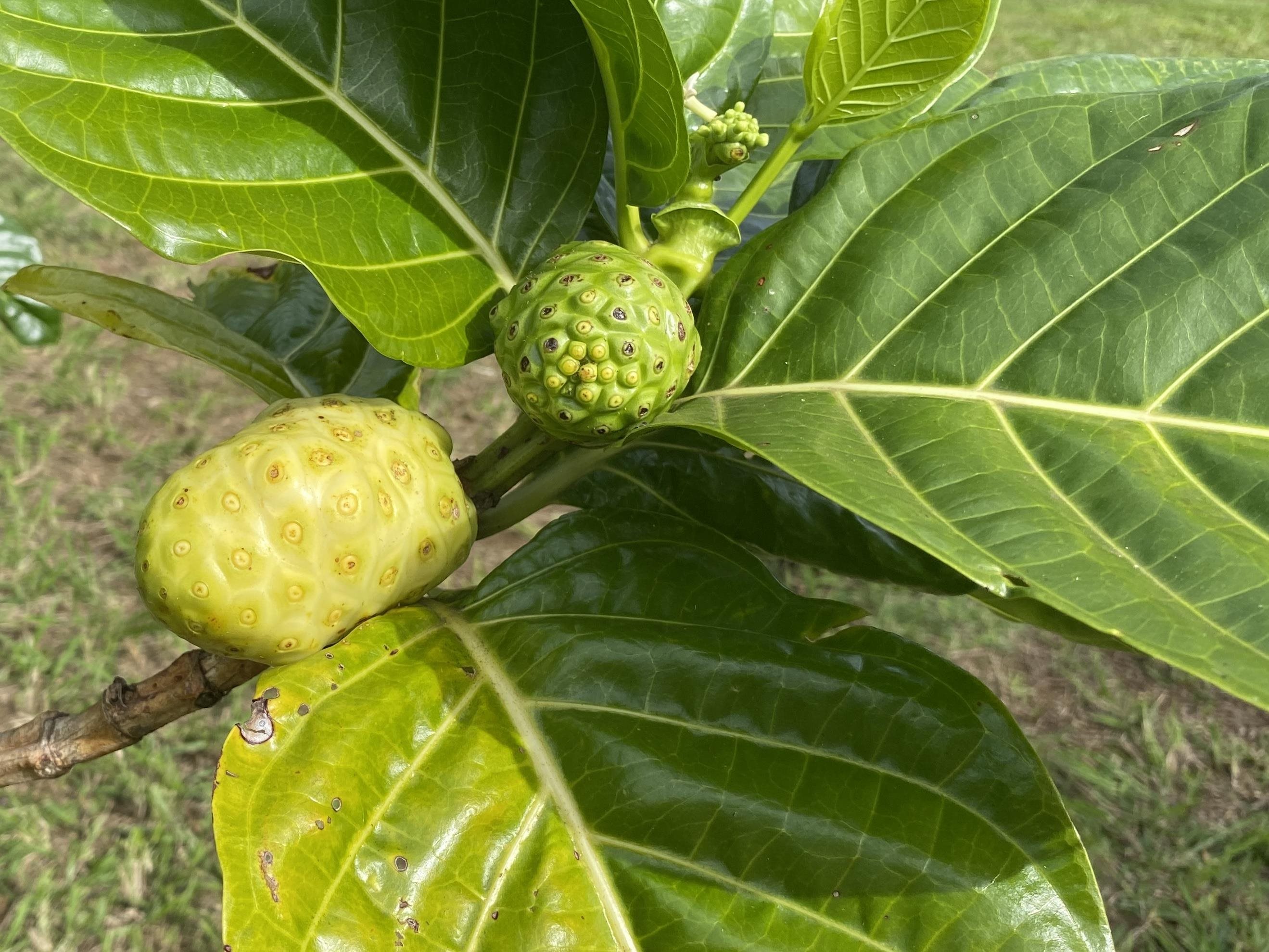 700  Honopou Rd Twin Falls, Haiku home - photo 43 of 50