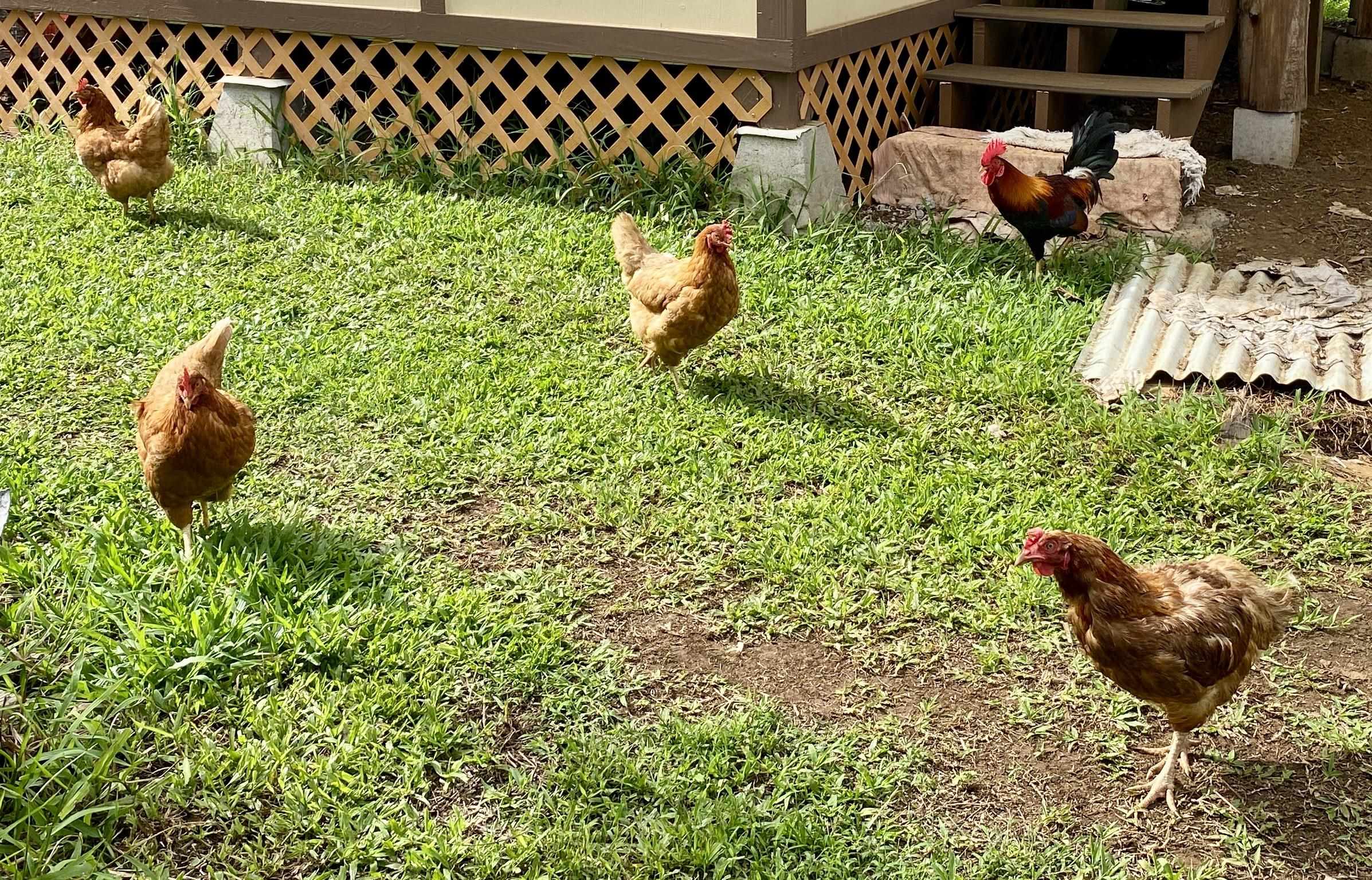 700  Honopou Rd Twin Falls, Haiku home - photo 45 of 50