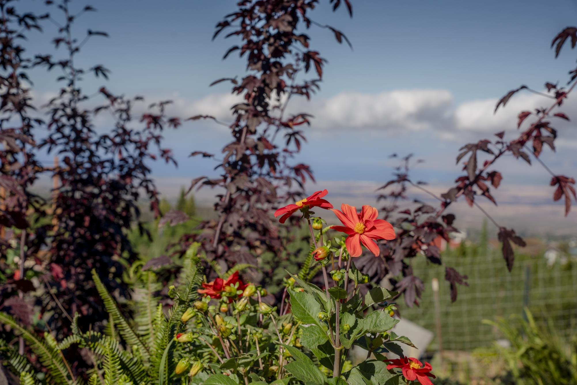 712  Upper Kimo Dr , Kula/Ulupalakua/Kanaio home - photo 18 of 50
