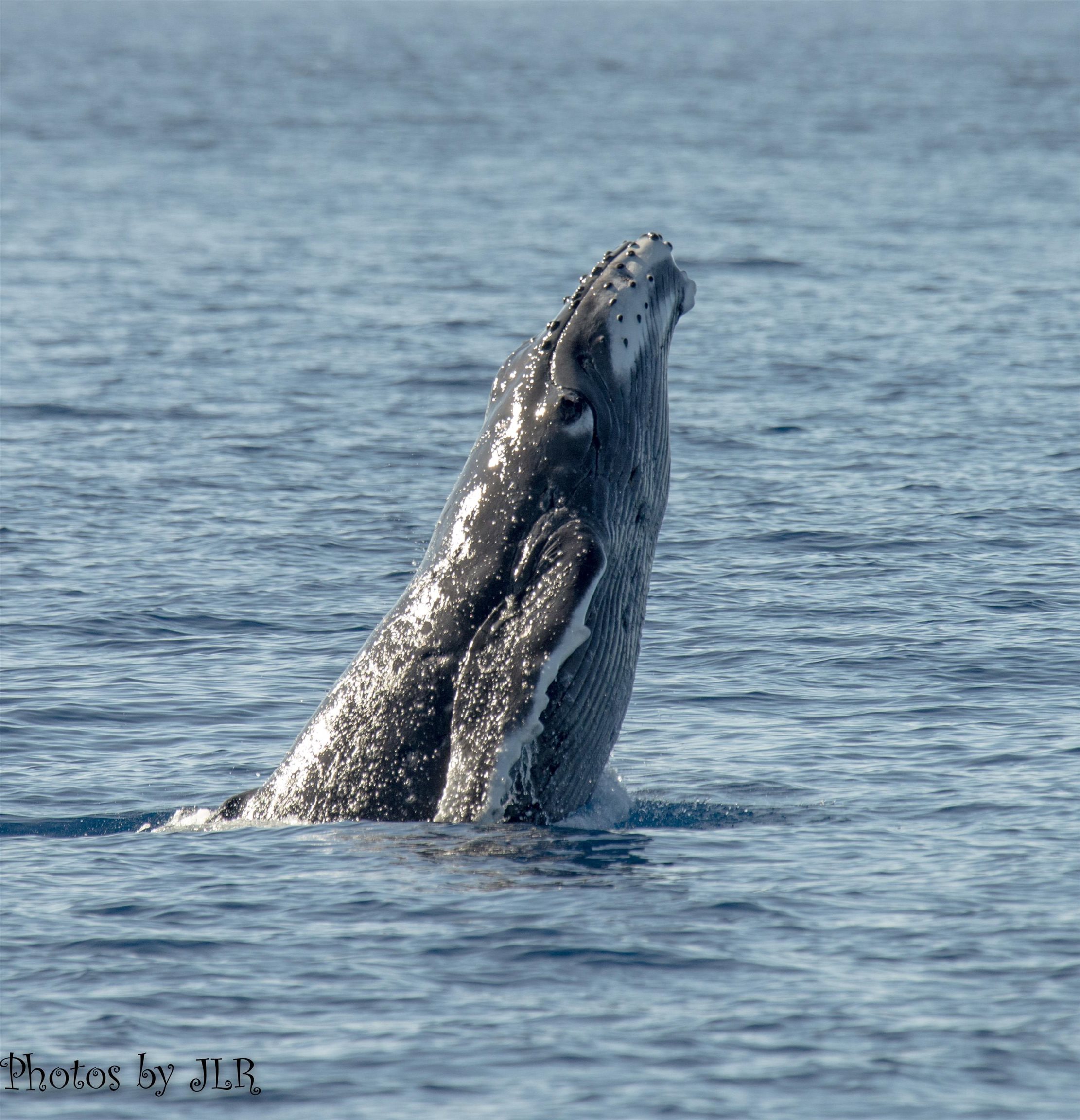 Wavecrest condo # C304, Kaunakakai, Hawaii - photo 35 of 37