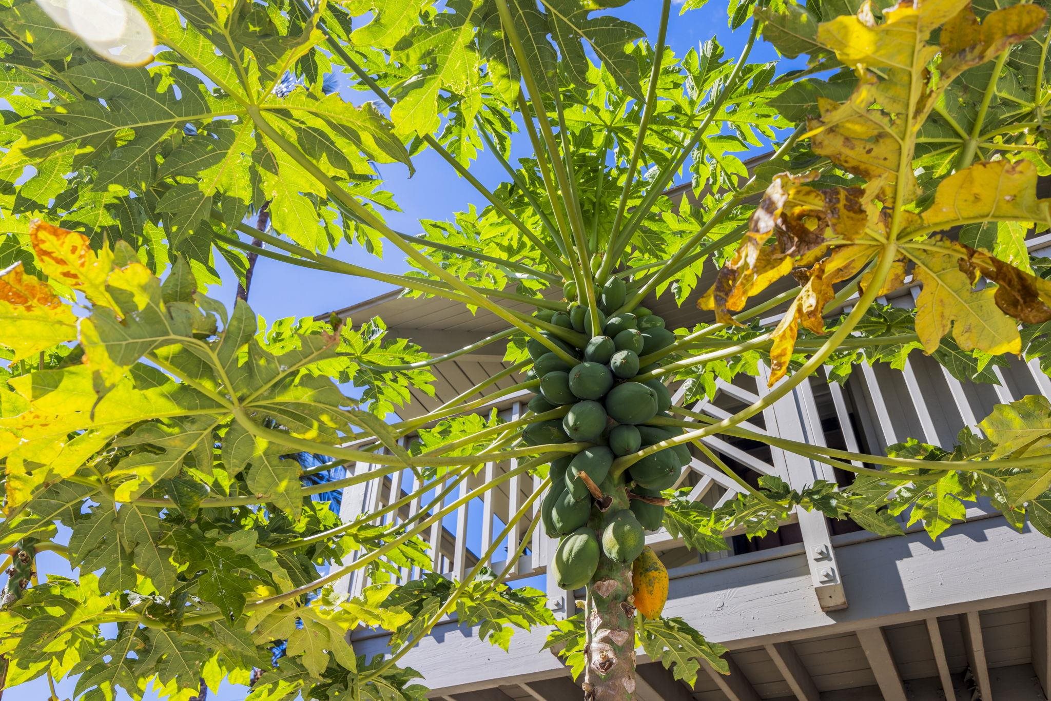 Kihei Bay Surf condo # 107, Kihei, Hawaii - photo 25 of 29