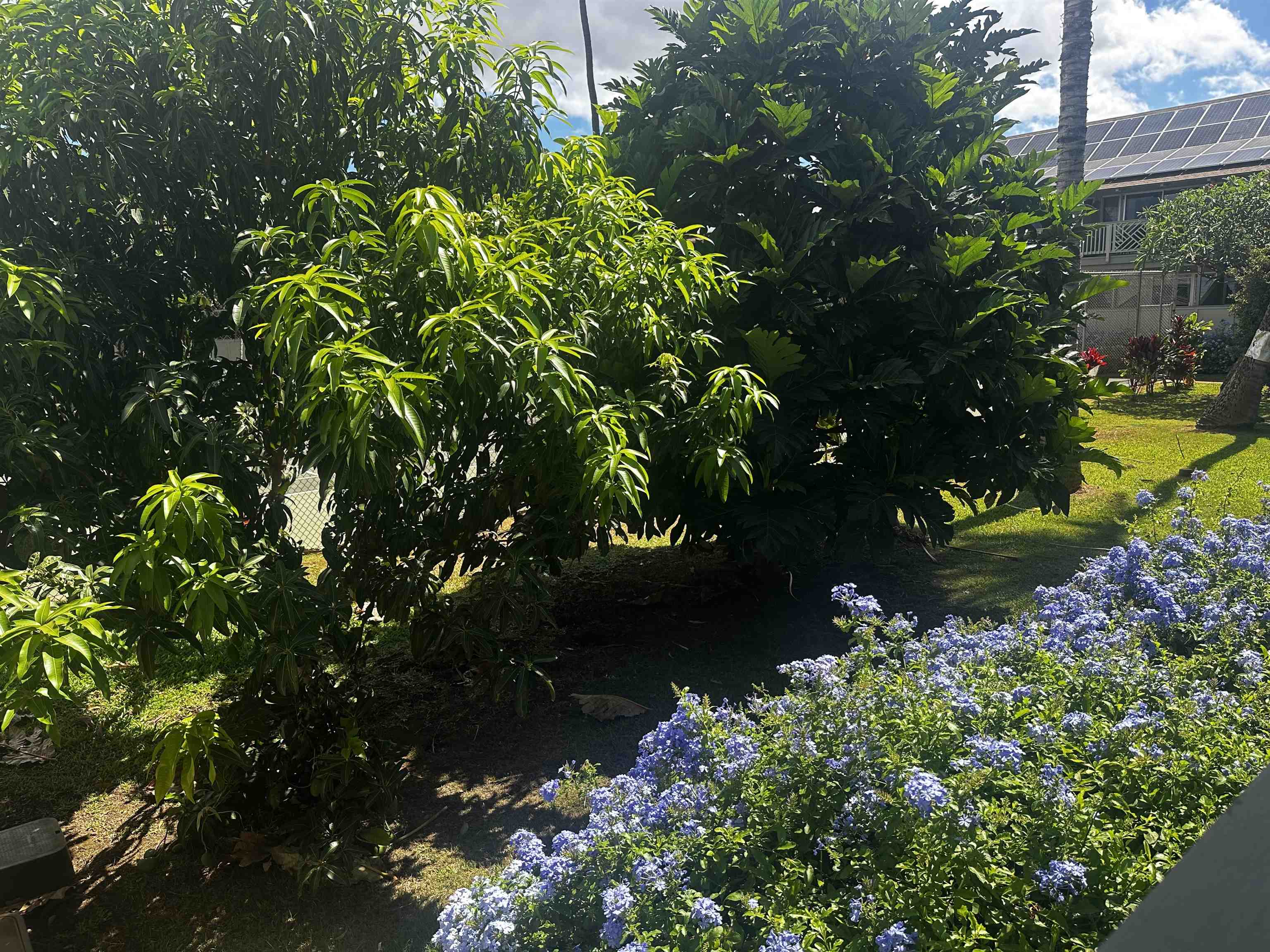 Kihei Bay Surf condo # D143, Kihei, Hawaii - photo 8 of 23