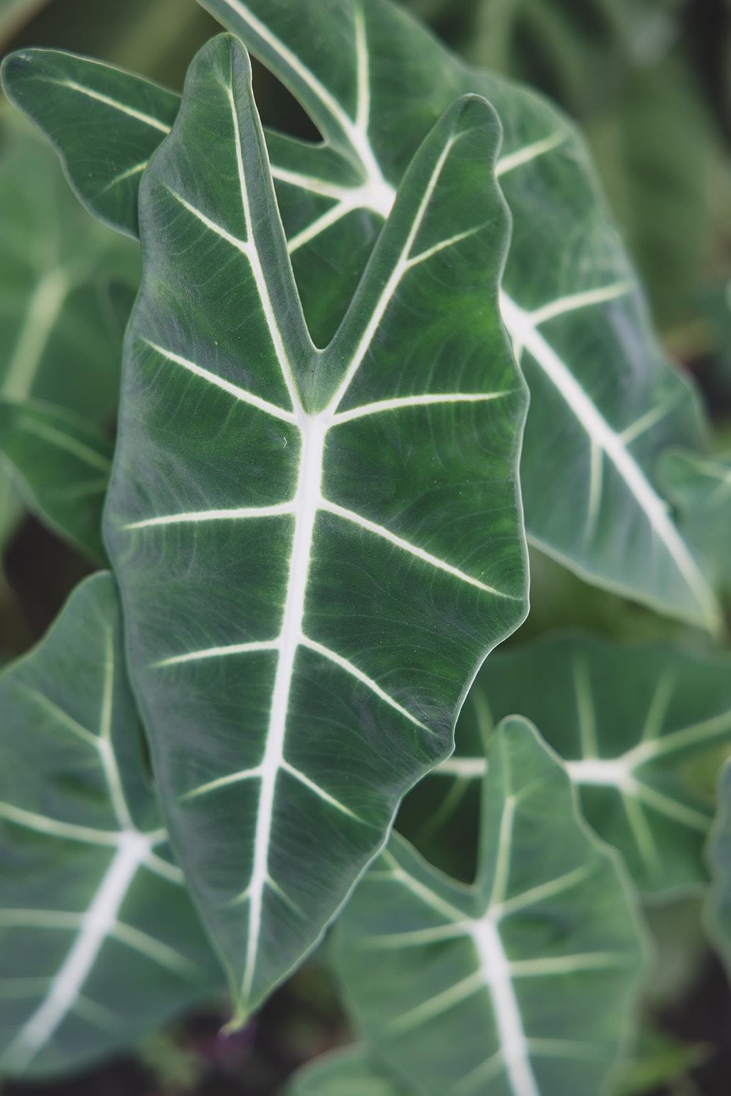 715  Laulama Pl Kapalua, Kapalua home - photo 47 of 48