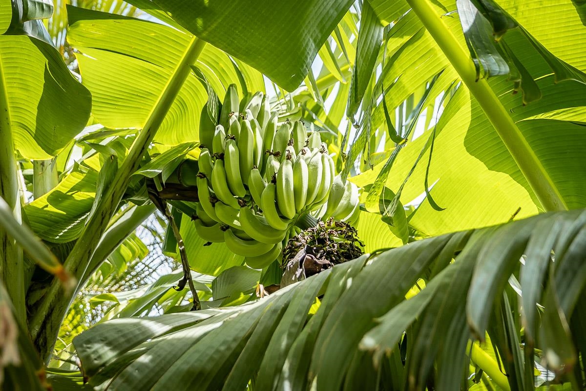 720  Hana Hwy Kuau, Spreckelsville/Paia/Kuau home - photo 44 of 46