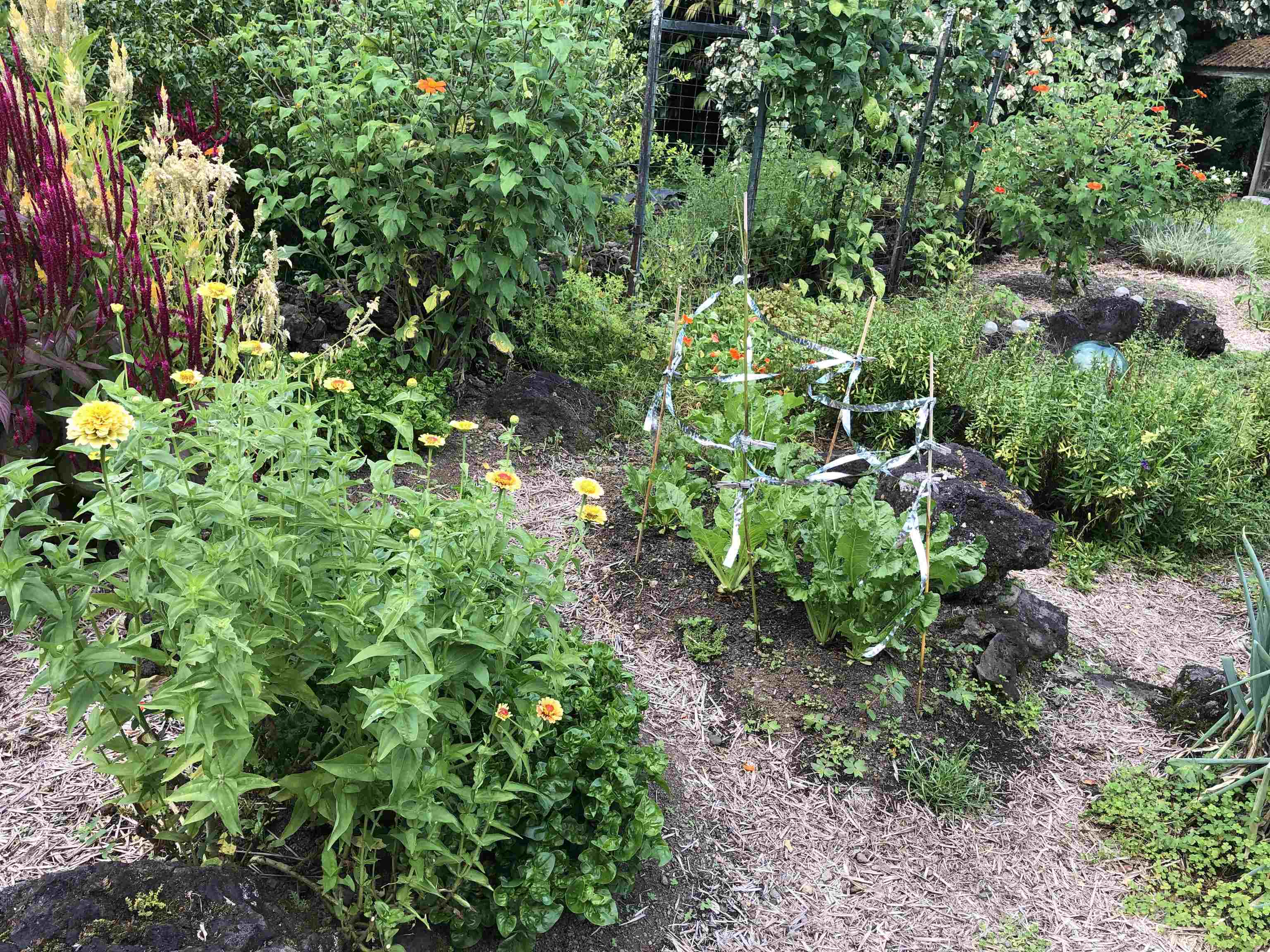 725  Nahiku Rd Lower Nahiku, Nahiku home - photo 17 of 28