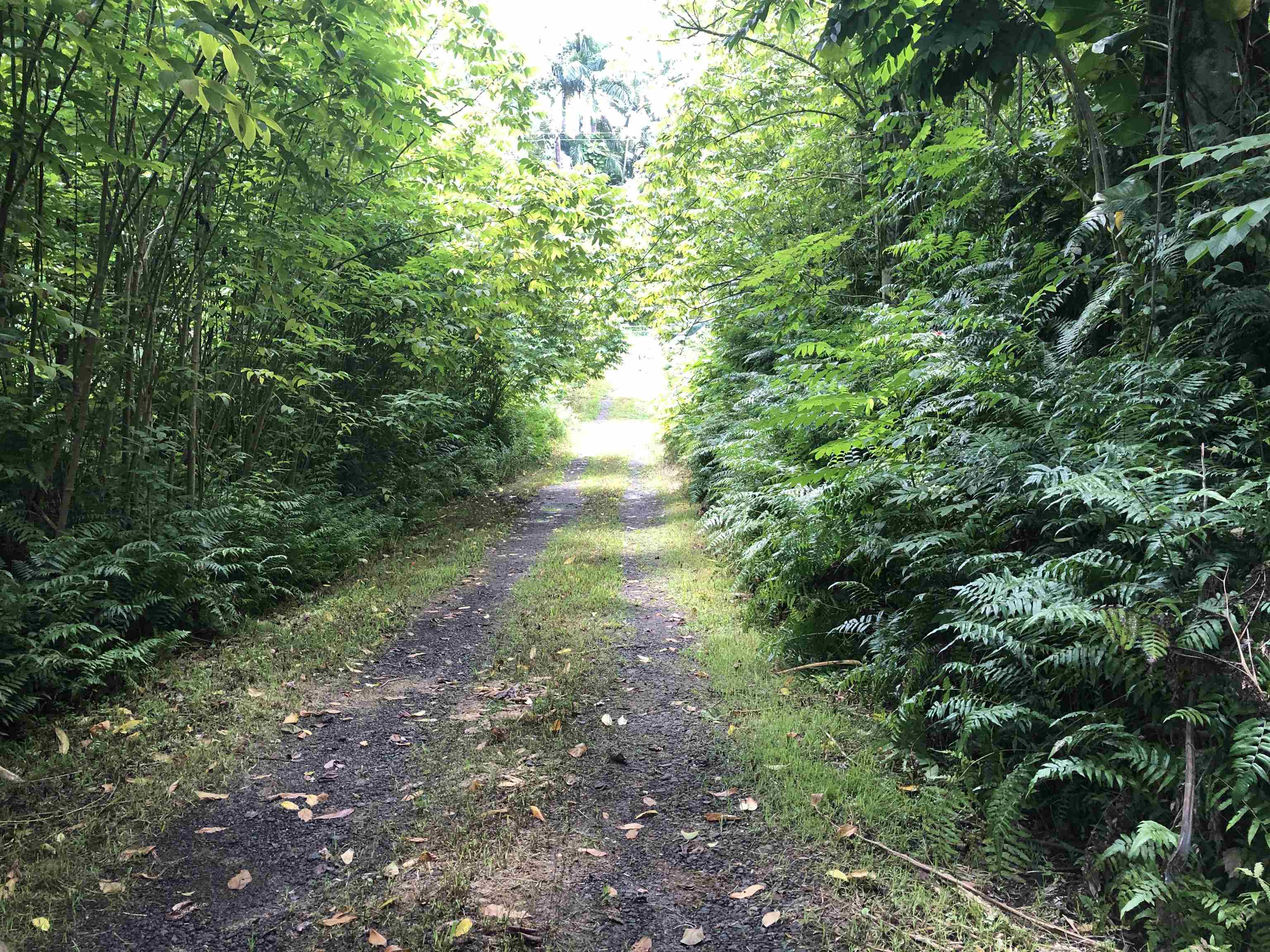 725  Nahiku Rd Lower Nahiku, Nahiku home - photo 19 of 28