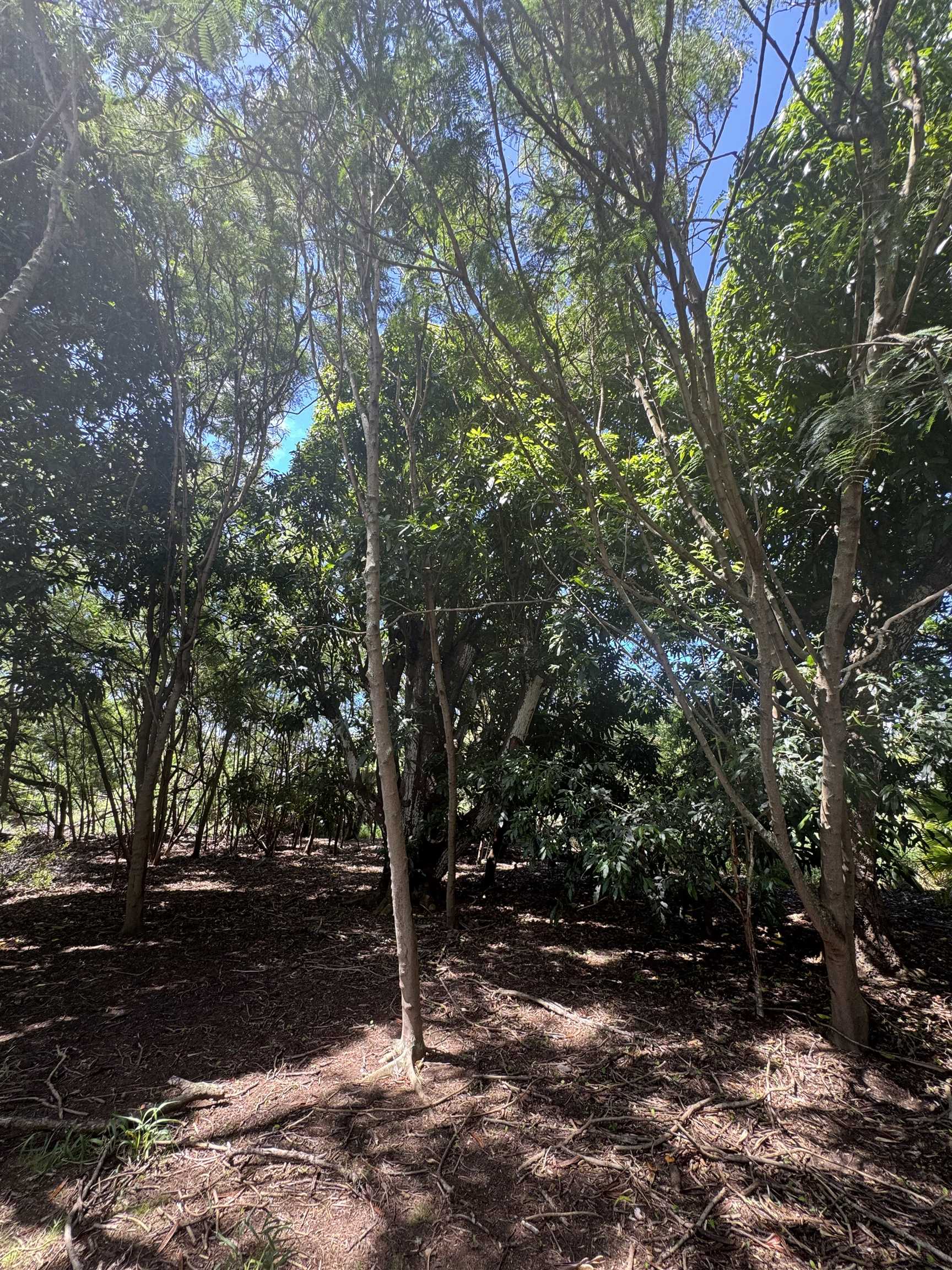 7308  Kamehameha V Hwy Ualapue, Molokai home - photo 9 of 18