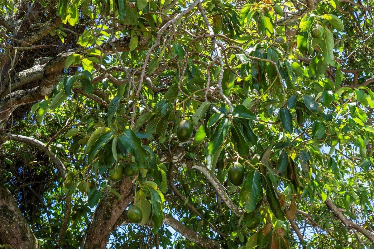 752  Noholani St , Haiku home - photo 40 of 45